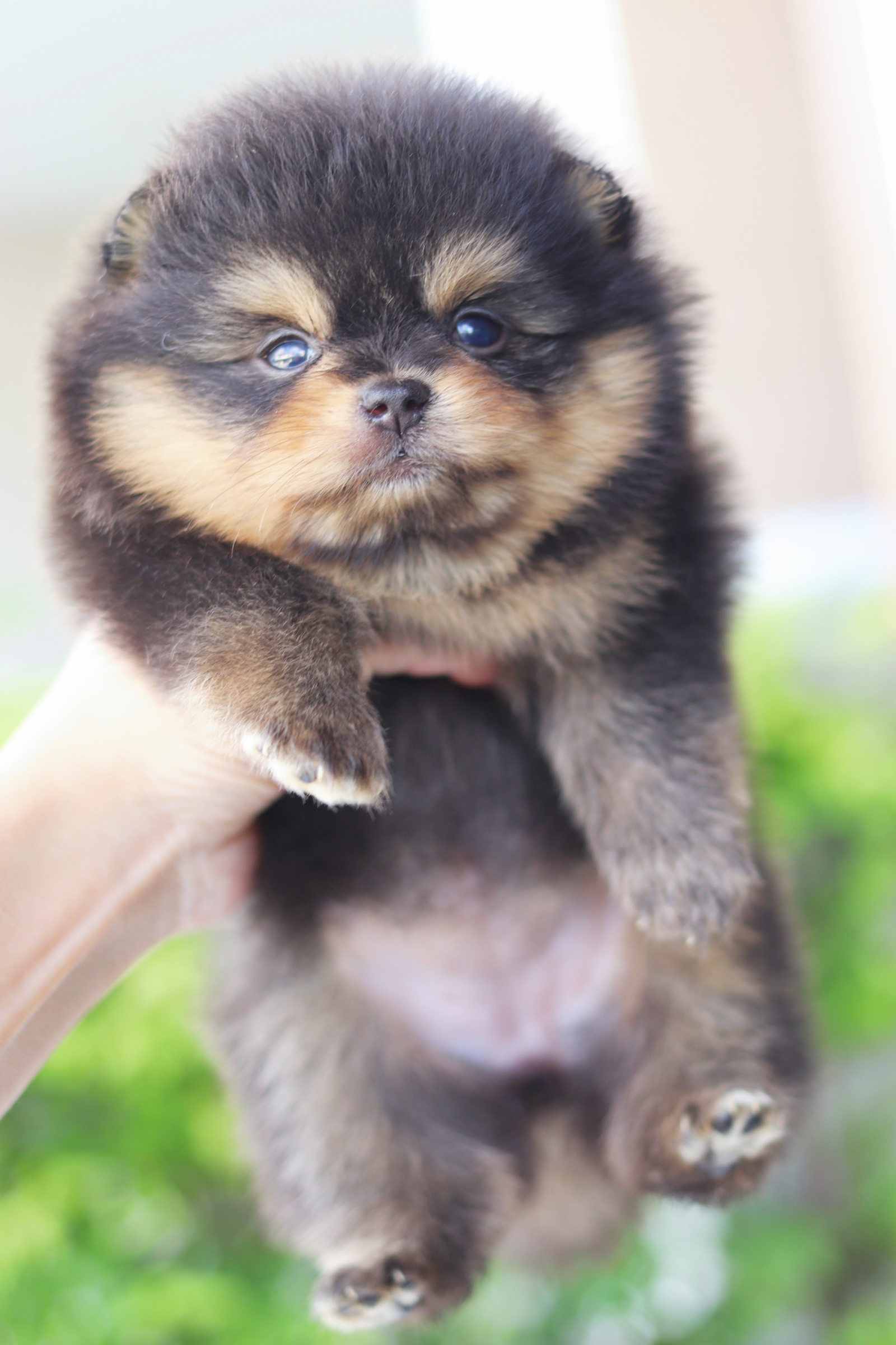 ปอมเมอเรเนียน เพศเมีย สีแบล็คแทน