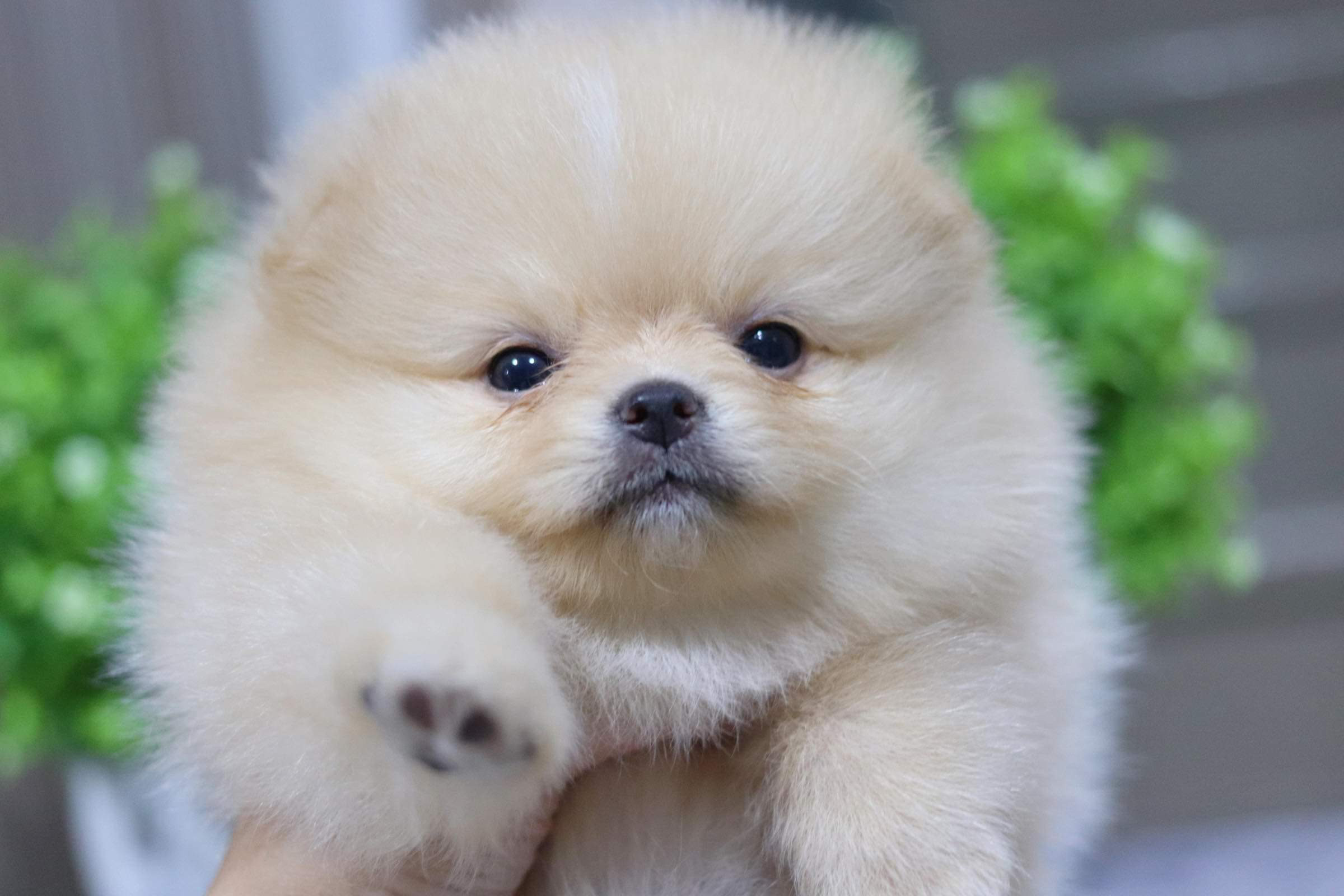 ปอมเมอเรเนียน เพศเมีย