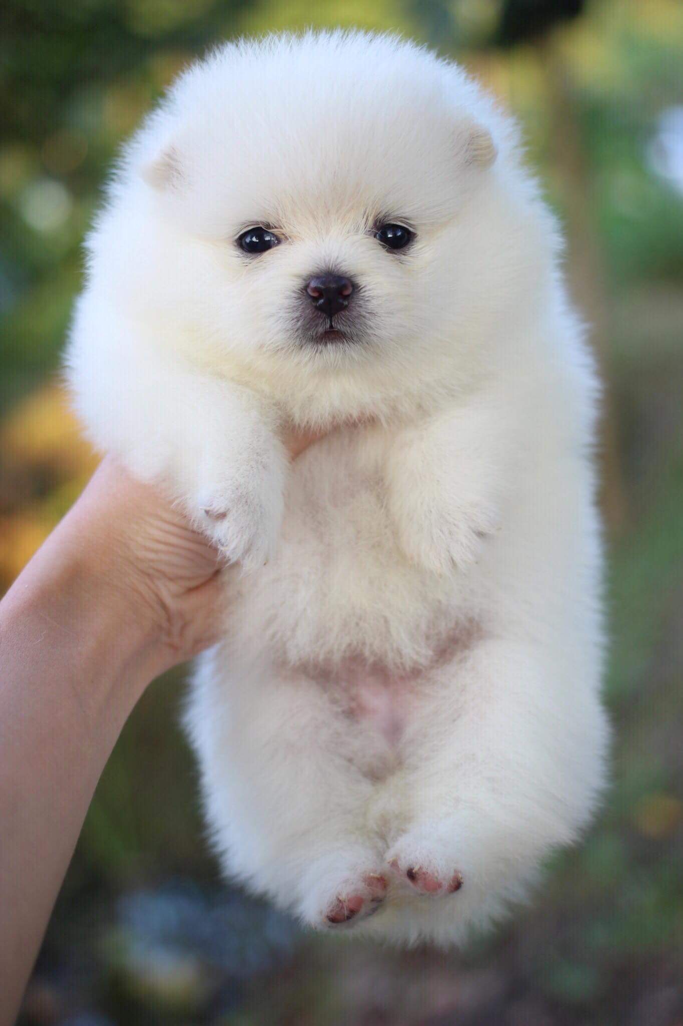 ปอมเมเรเนียนเพศเมีย