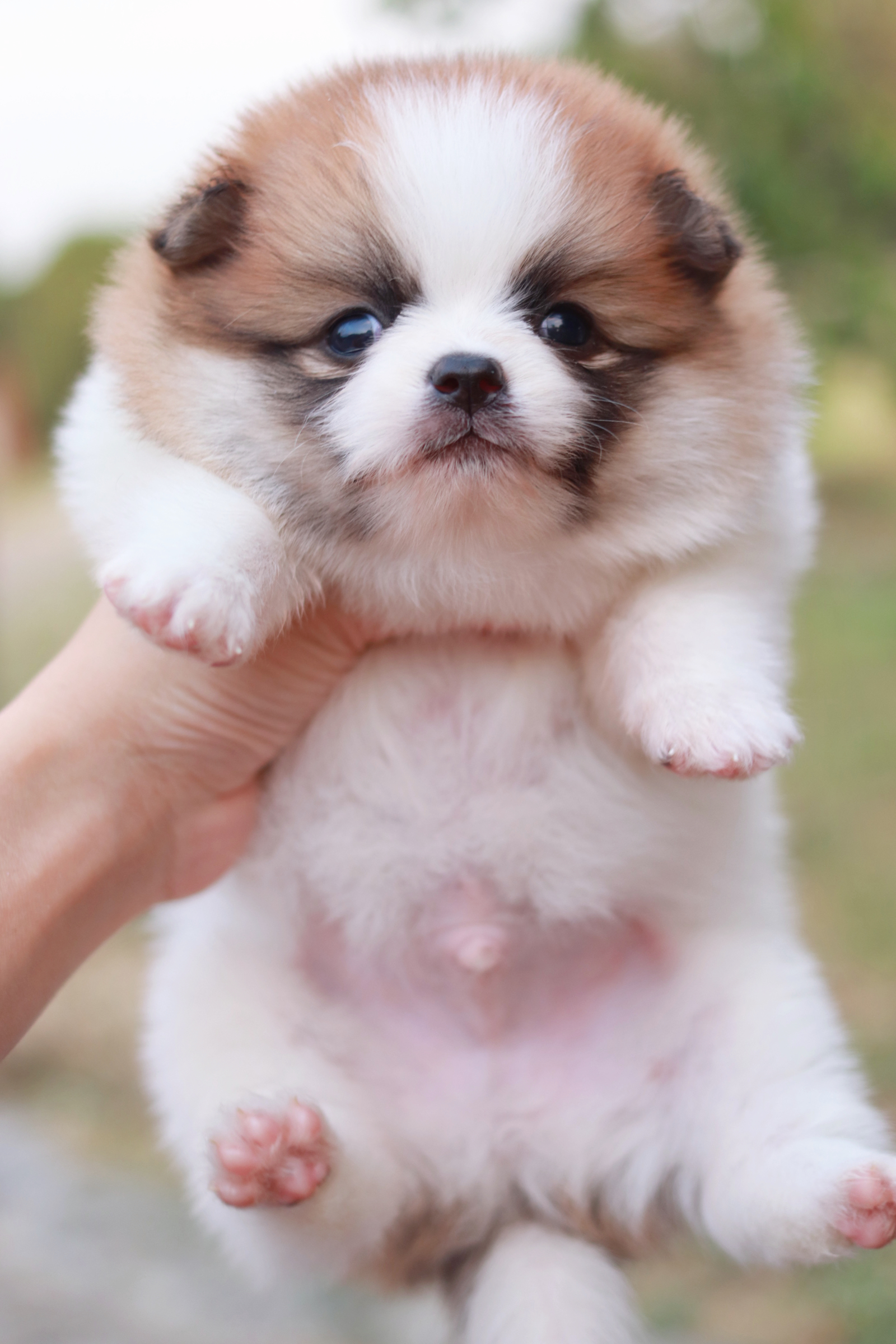 ปอมเมอเรเนียน เพศผู้ แฟนซี