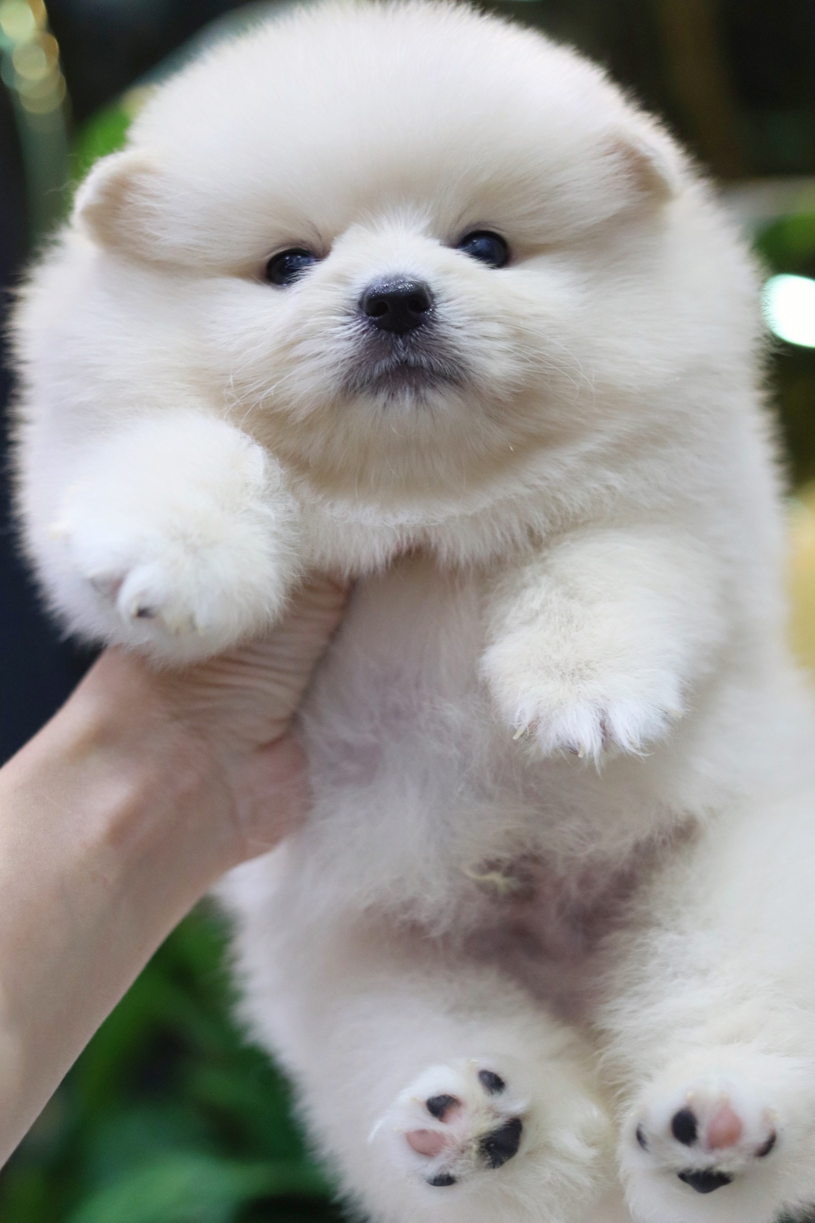 ปอมเมอเรเนียน เพศผู้ ขาวครีม