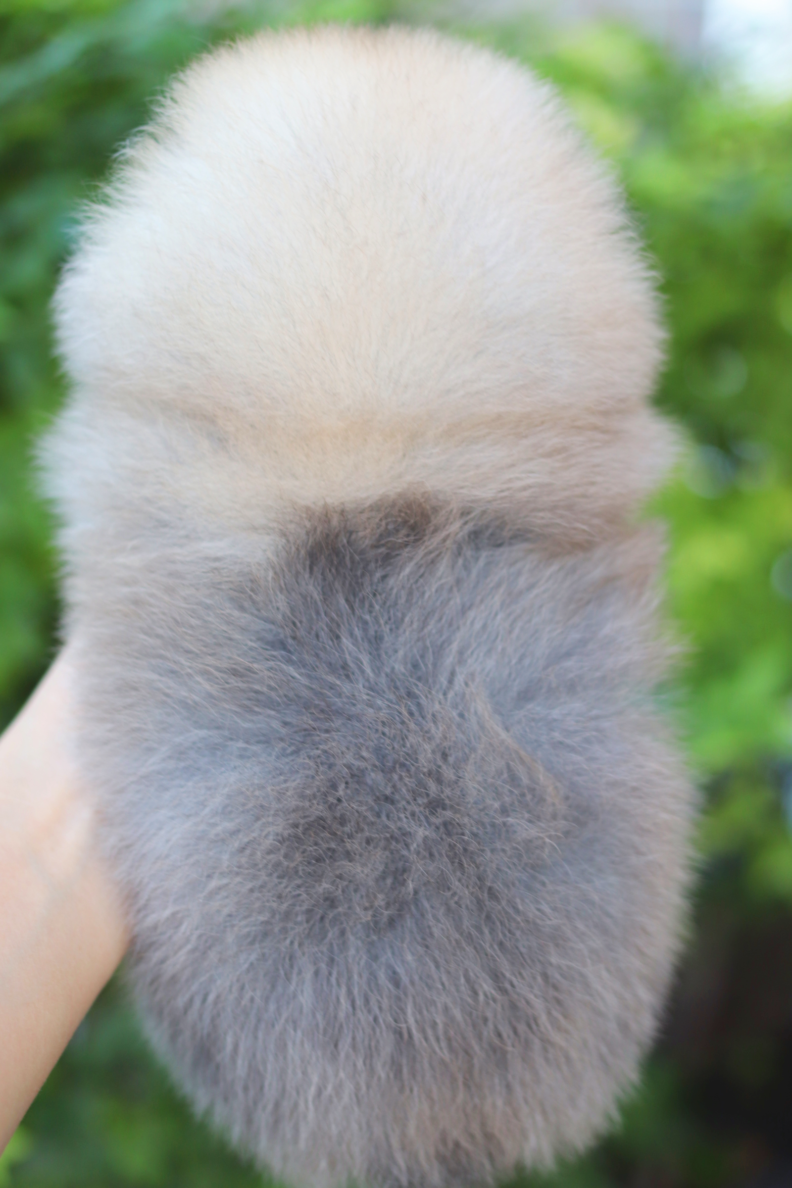 ปอมเมอเรเนียน เพศเมียสีส้ม