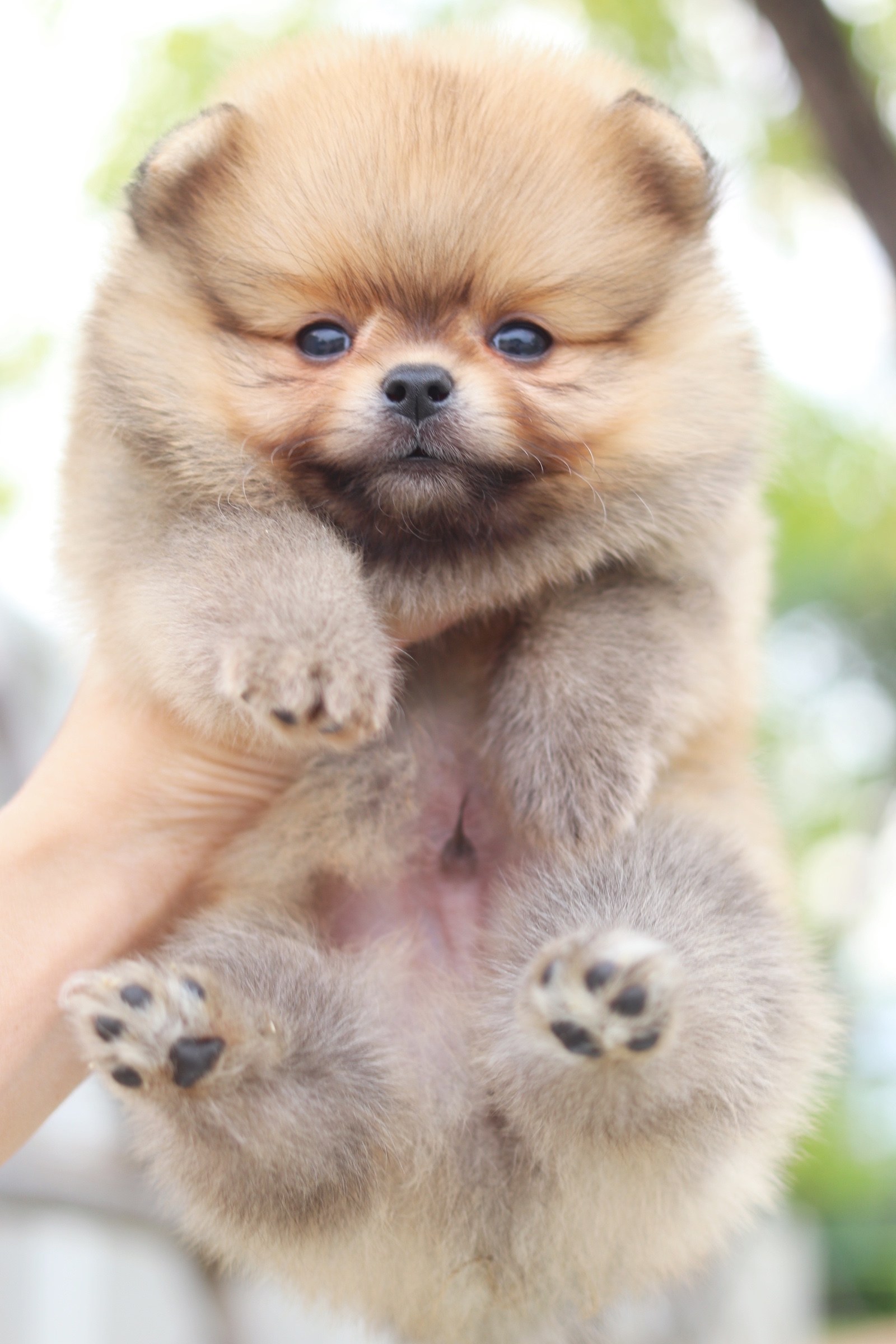 ปอมเมอเรเนียน เพศผู้ สีส้ม ไซส์เล็ก