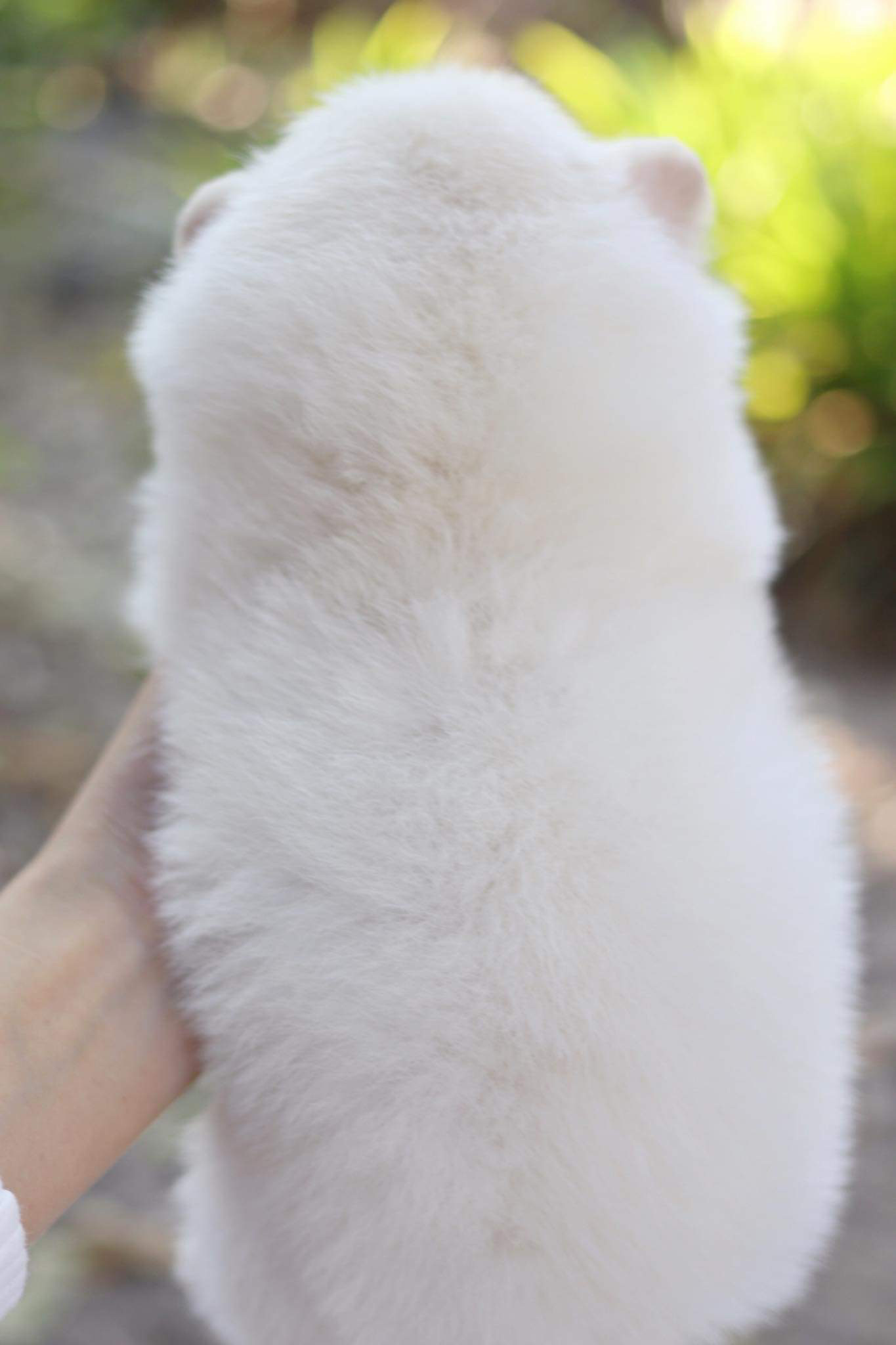 ปอมเมอเรเนียน เพศเมีย