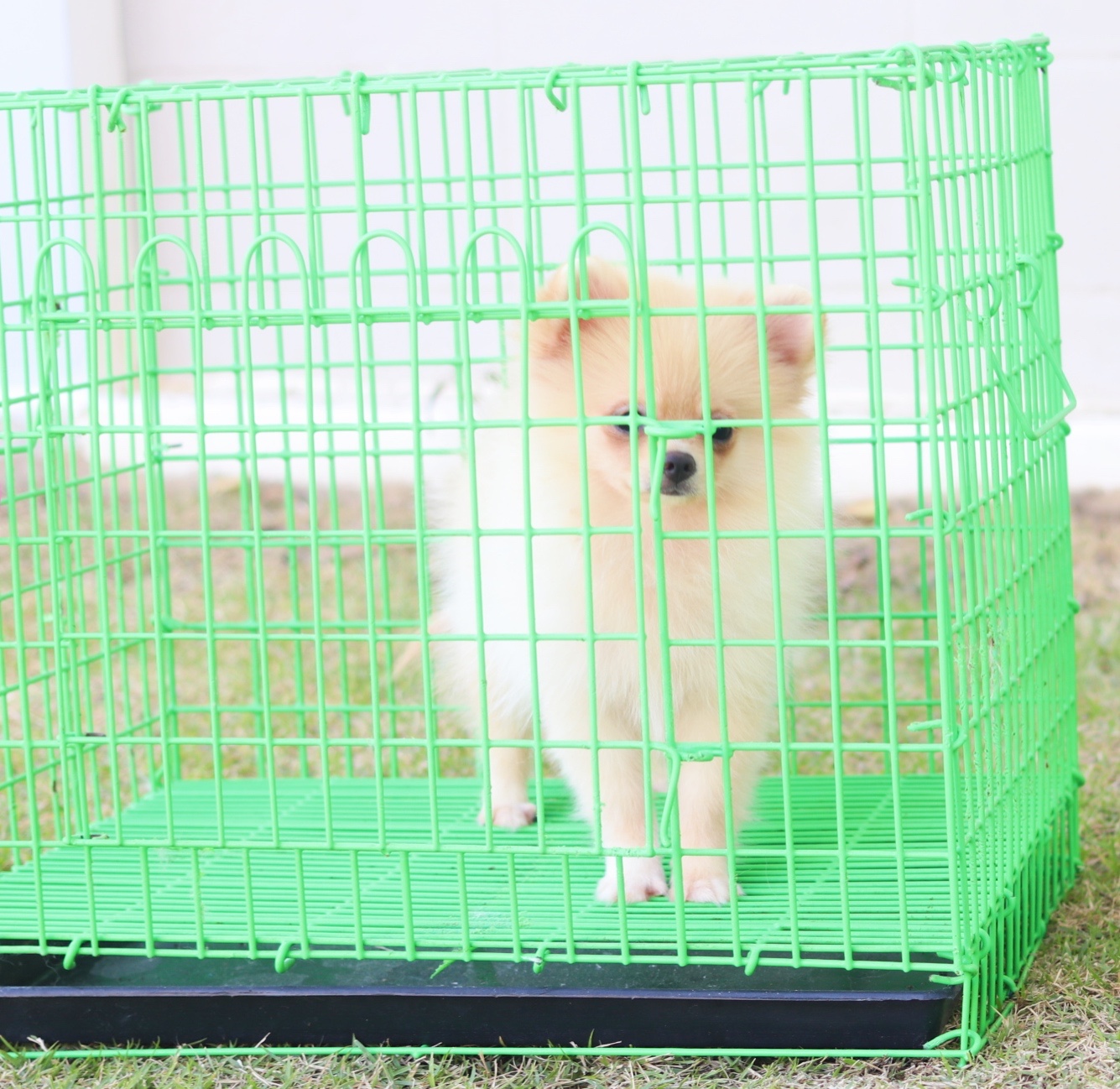 ปอมเมอเรเนียน เพศเมียสีครีมสามเดือน