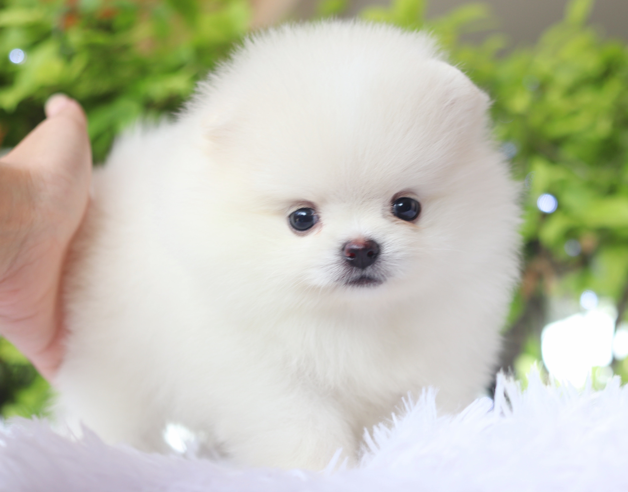 ปอมเมอเรเนียน เพศเมียสีขาวครีม เกรดโชว์