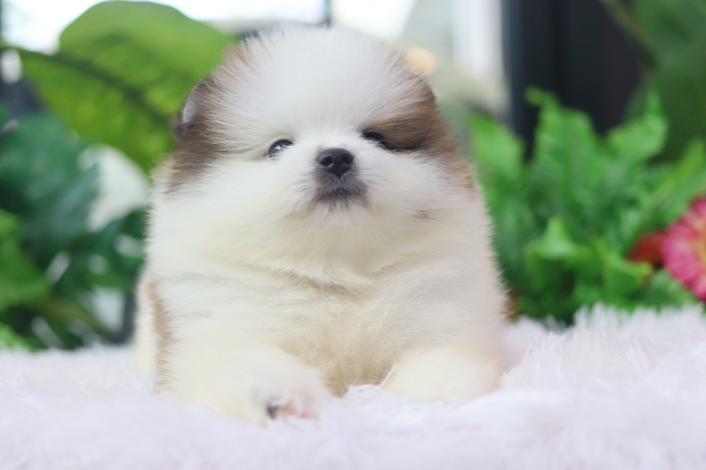 ปอมเมอเรเนียน เพศผู้แฟนซี