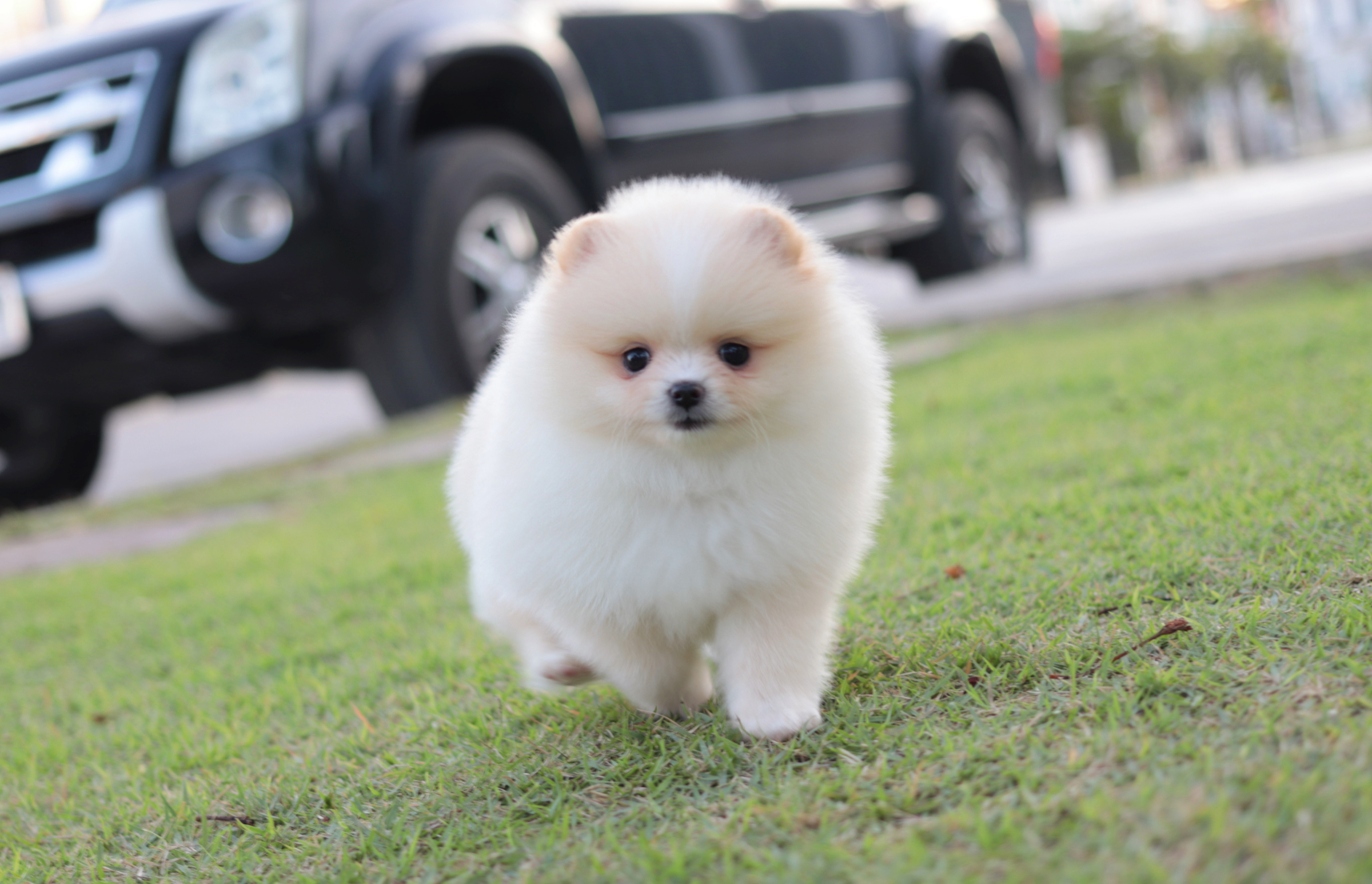 ปอมเมอเรเนียน เพศเมียขาวครีม