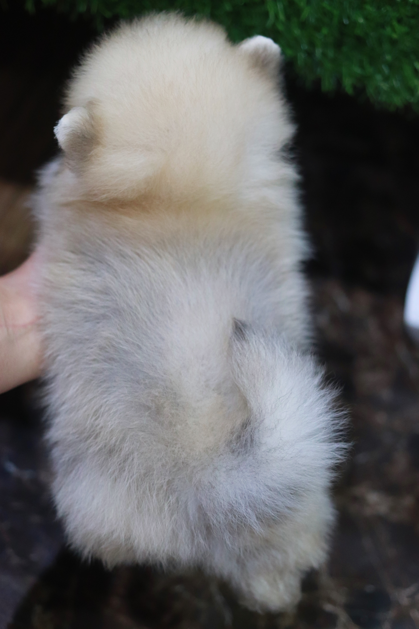 ปอมเมอเรเนียน เพศผู้สีส้มขนแน่น