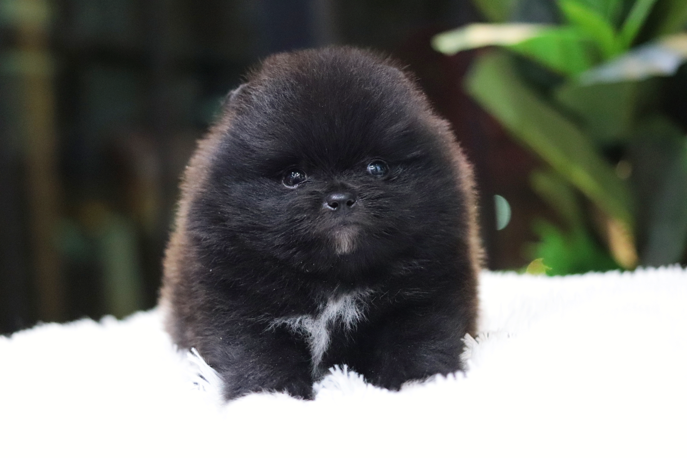 ปอมเมอเรเนียน เพศผู้สีดำ