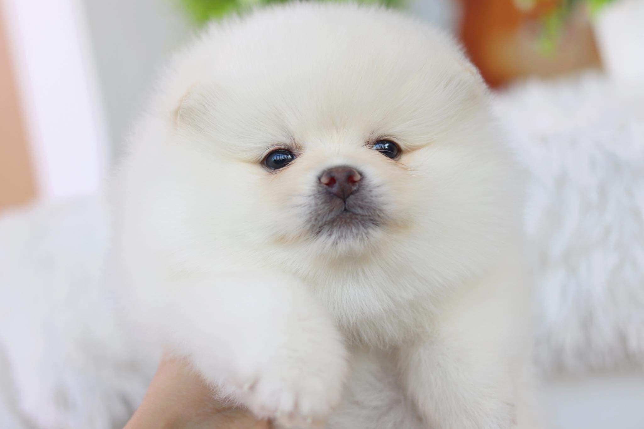 ปอมเมอเรเนียน เพศผู้