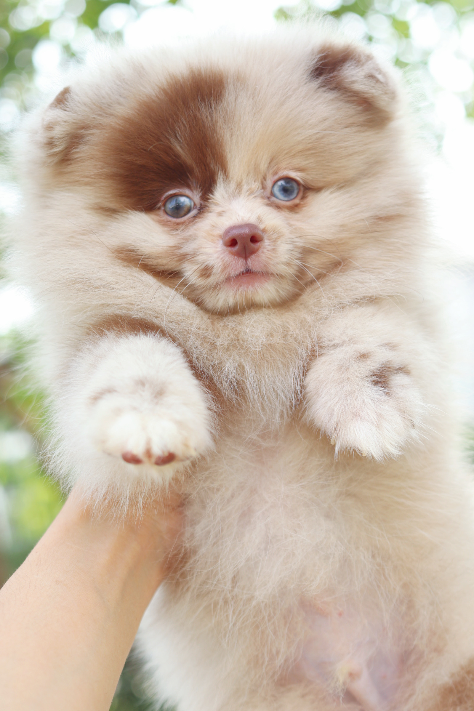 ปอมเมอเรเนียน เพศผู้ สีช็อคเมอร์เร่