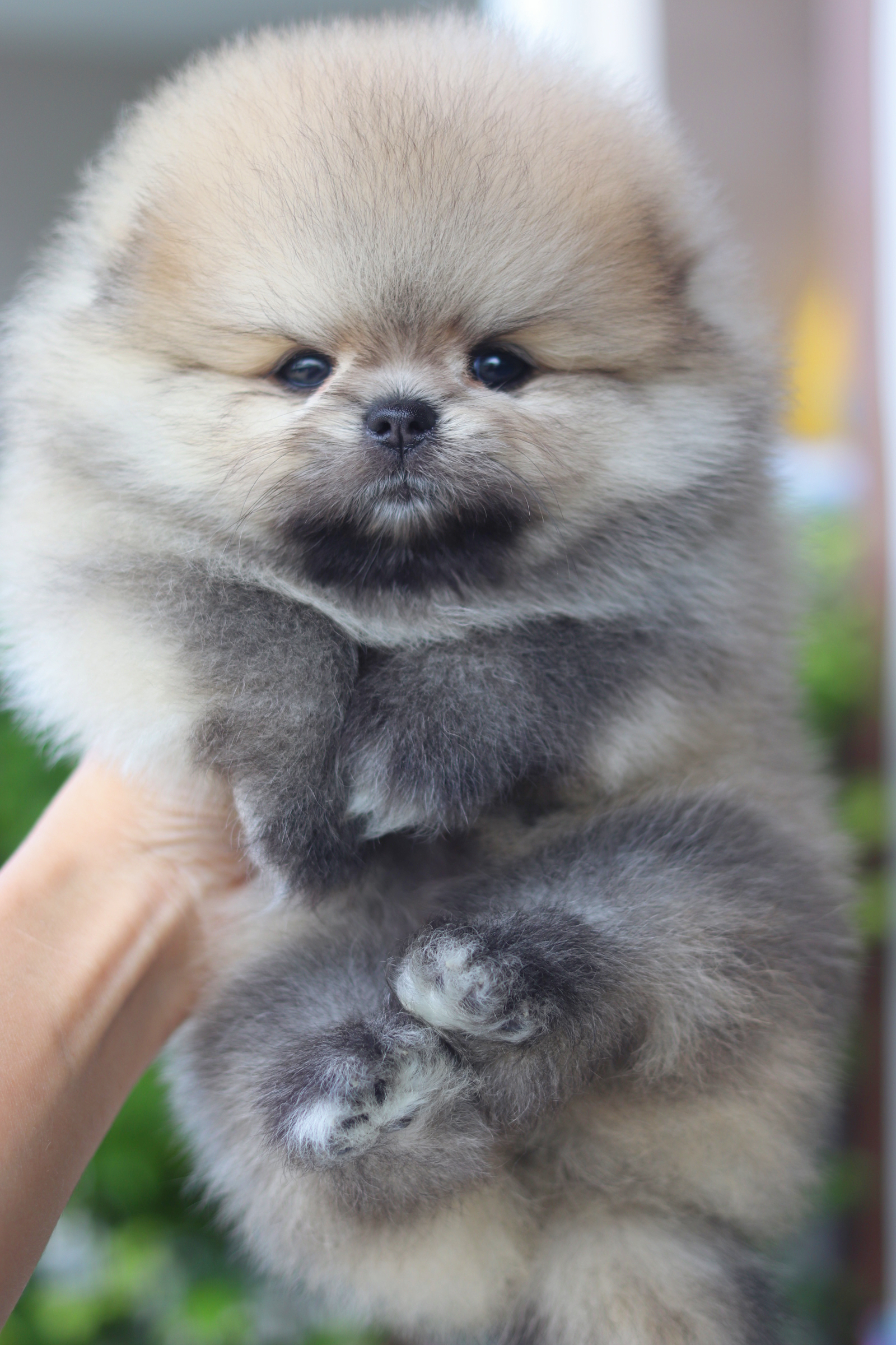 ปอมเมอเรเนียน เพศเมียสีส้มเกรดโชว์