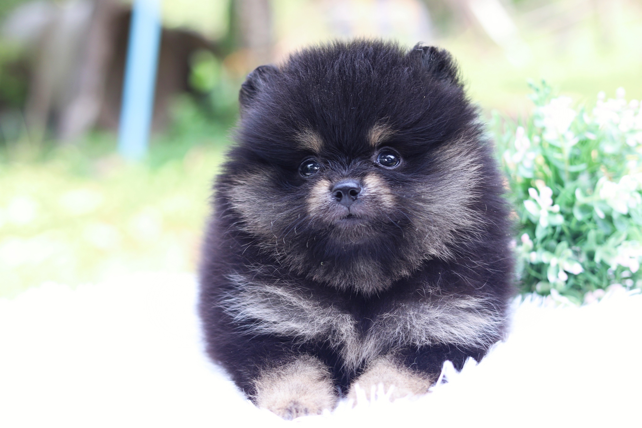 ปอมเมอเรเนียน เพศเมีย สีแบล็คแทน