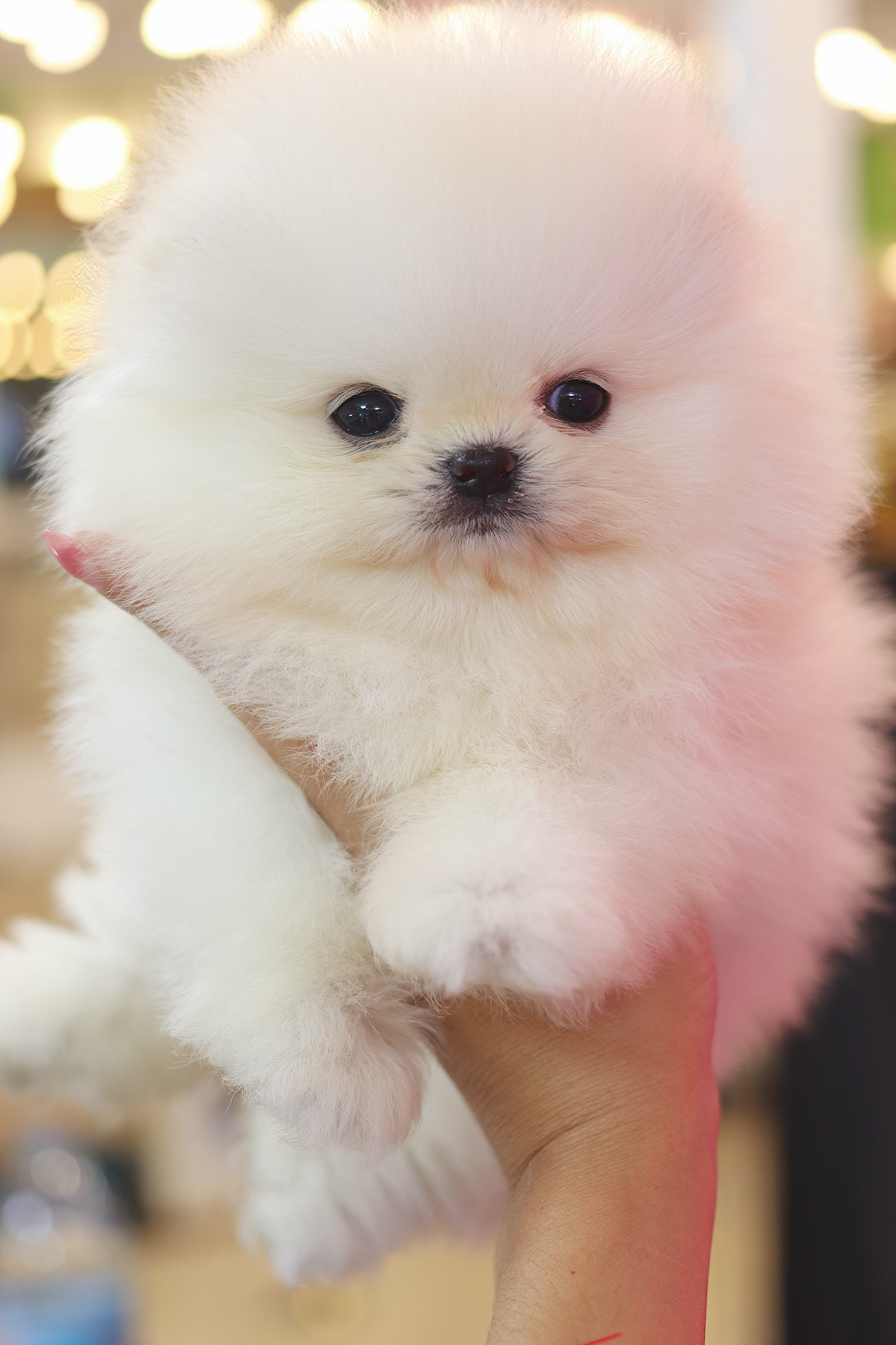 ปอมเมอเรเนียน เพศผู้สีขาวครีม เกรดโชว์