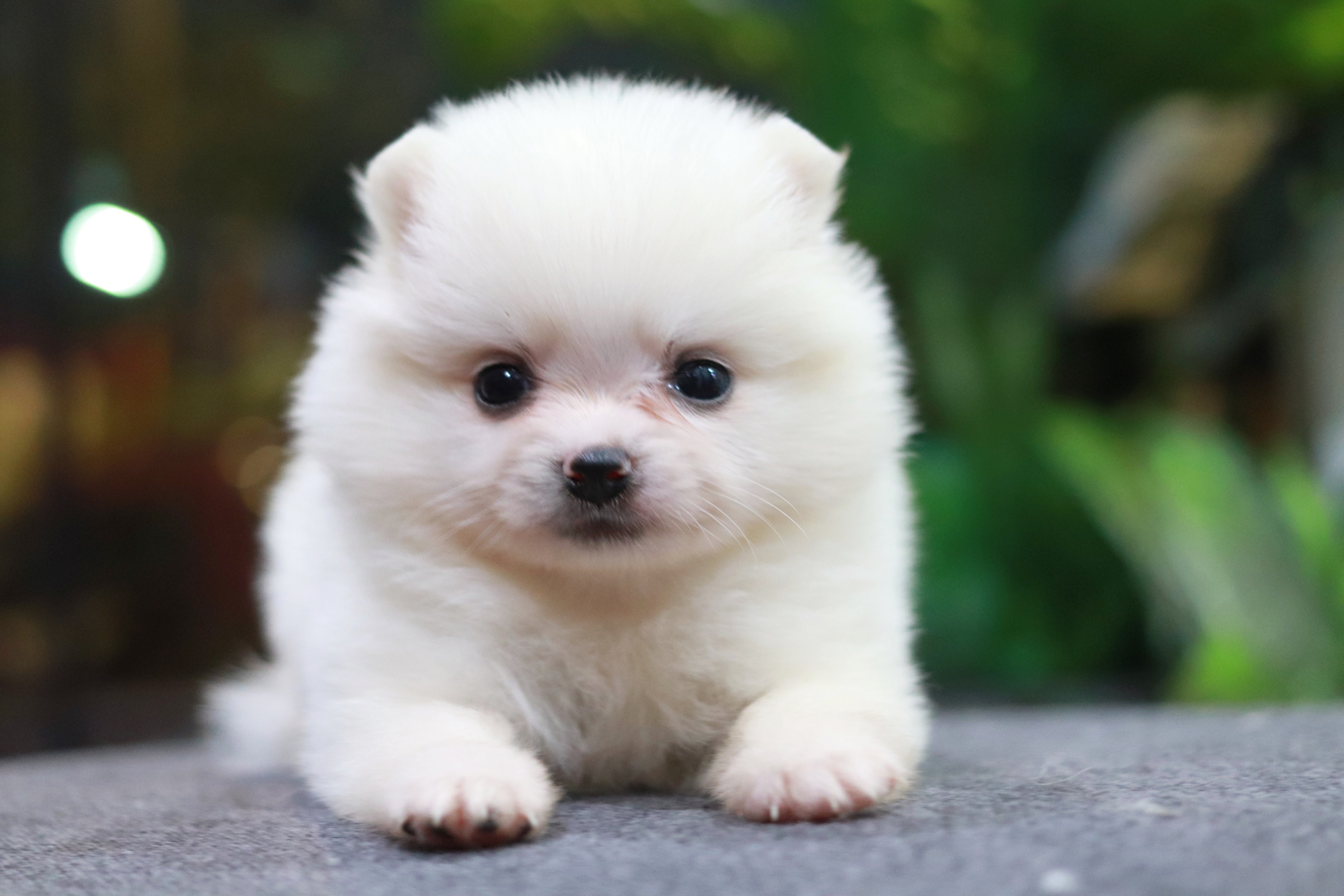 ปอมเมอเรเนียน เพศผู้