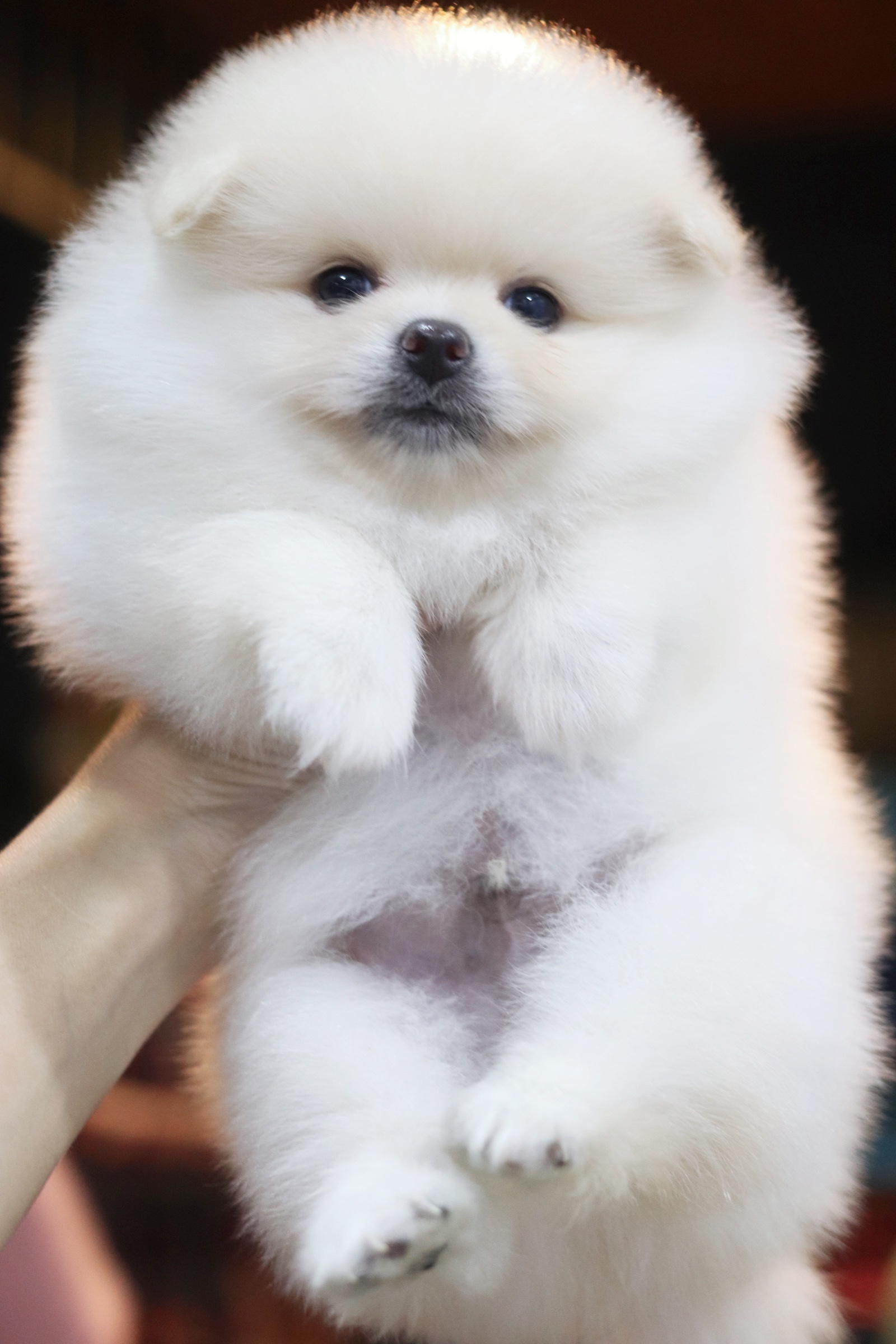 ปอมเมอเรเนียน เพศผู้ ขาวครีม