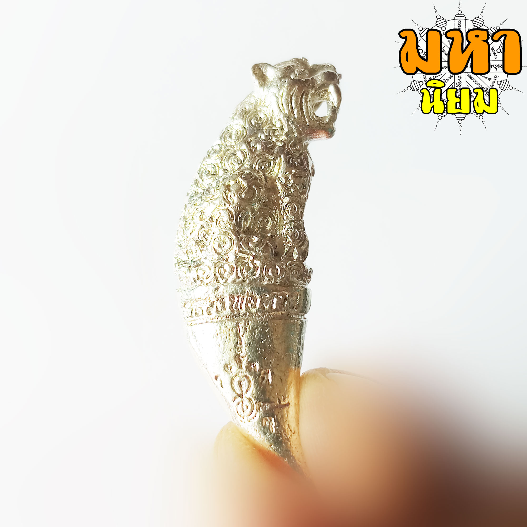 เขี้ยวเสือพุทธาคม หลวงพ่อหวล วัดชาวเหนือ จ.ราชบุรี