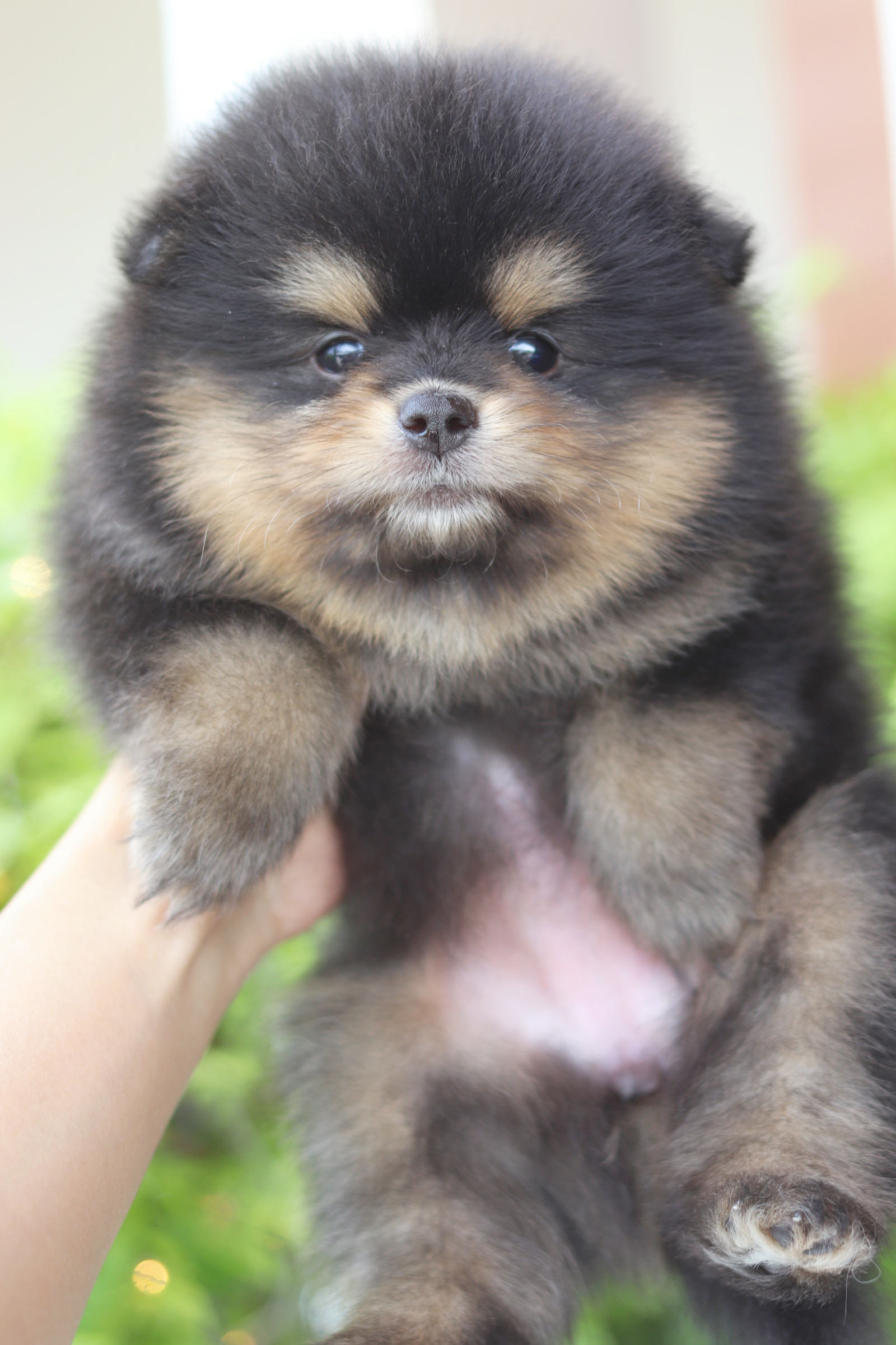 ปอมเมอเรเนียน เพศเมียสีแบล็คแทน