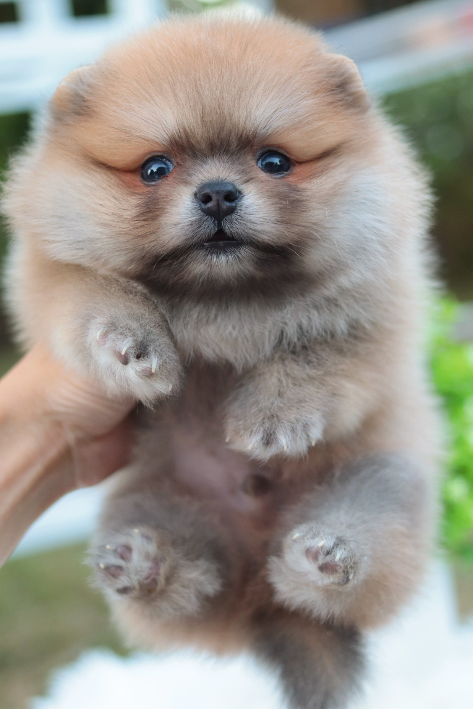 ปอมเมอเรเนียน เพศผู้สีส้ม หน้าตุ๊กตา