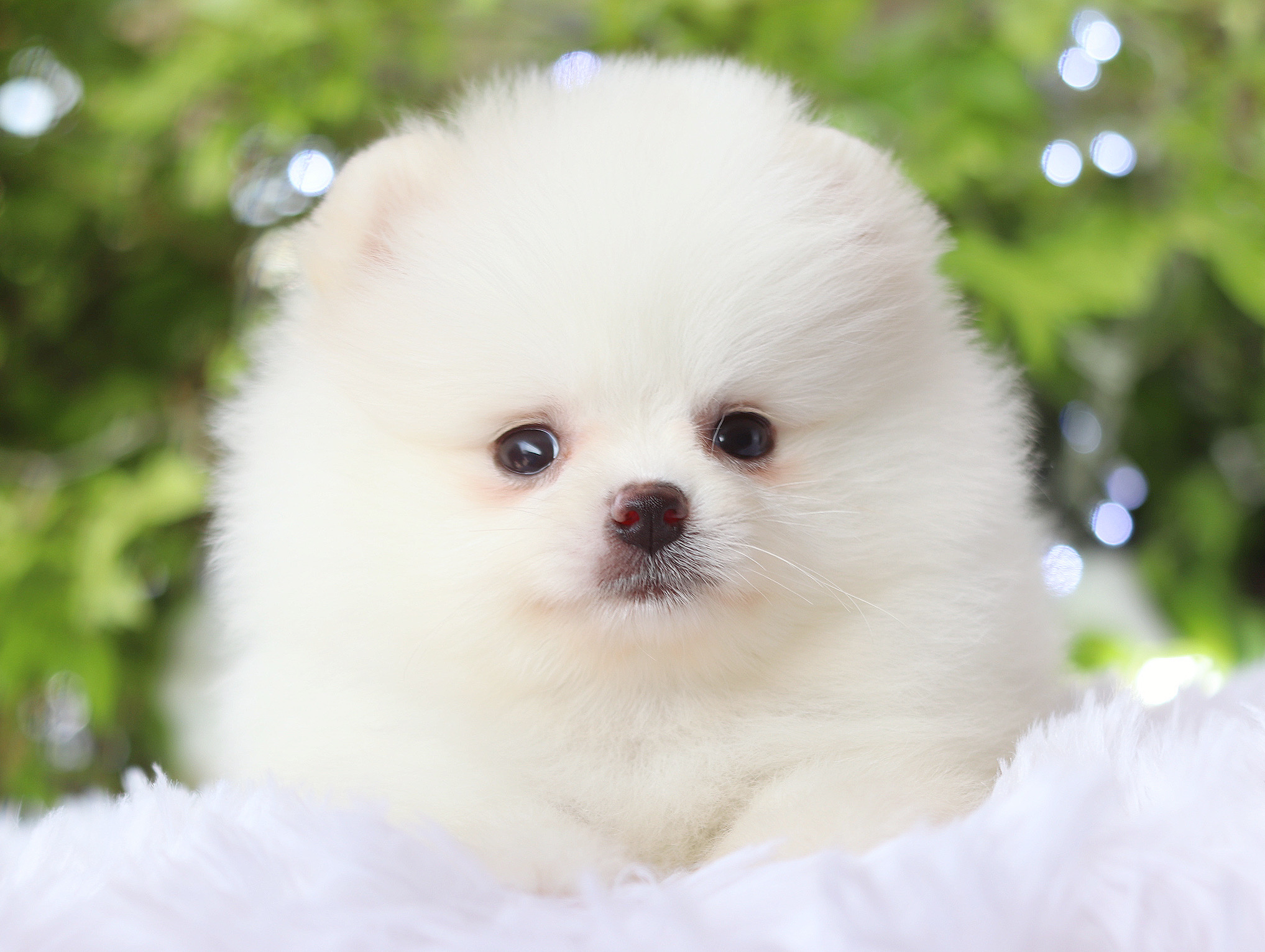 ปอมเมอเรเนียน เพศผู้สีขาวครีม เกรดโชว์