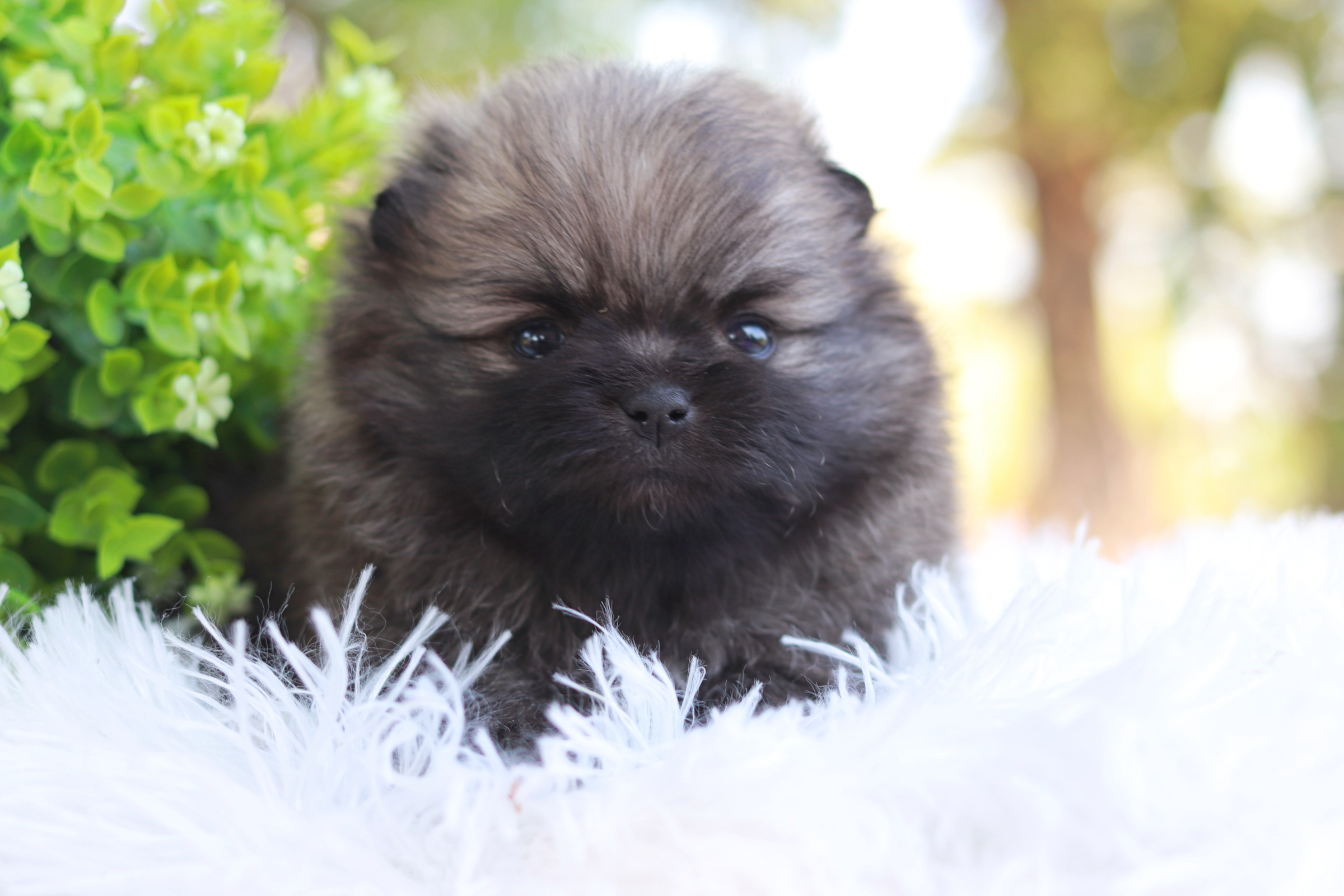 ปอมเมอเรเนียน เพศผู้