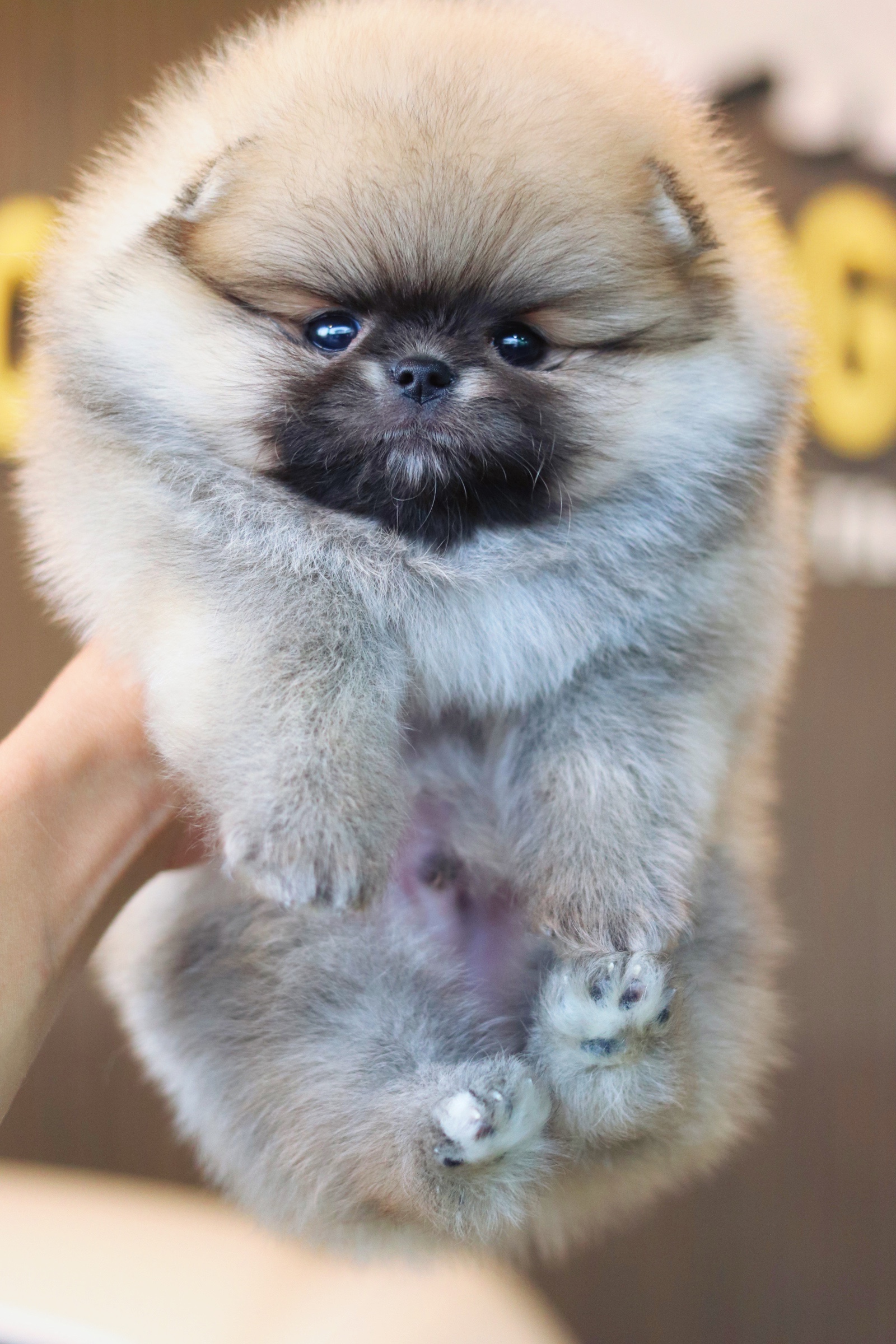 ปอมเมอเรเนียน เพศผู้ สีส้ม