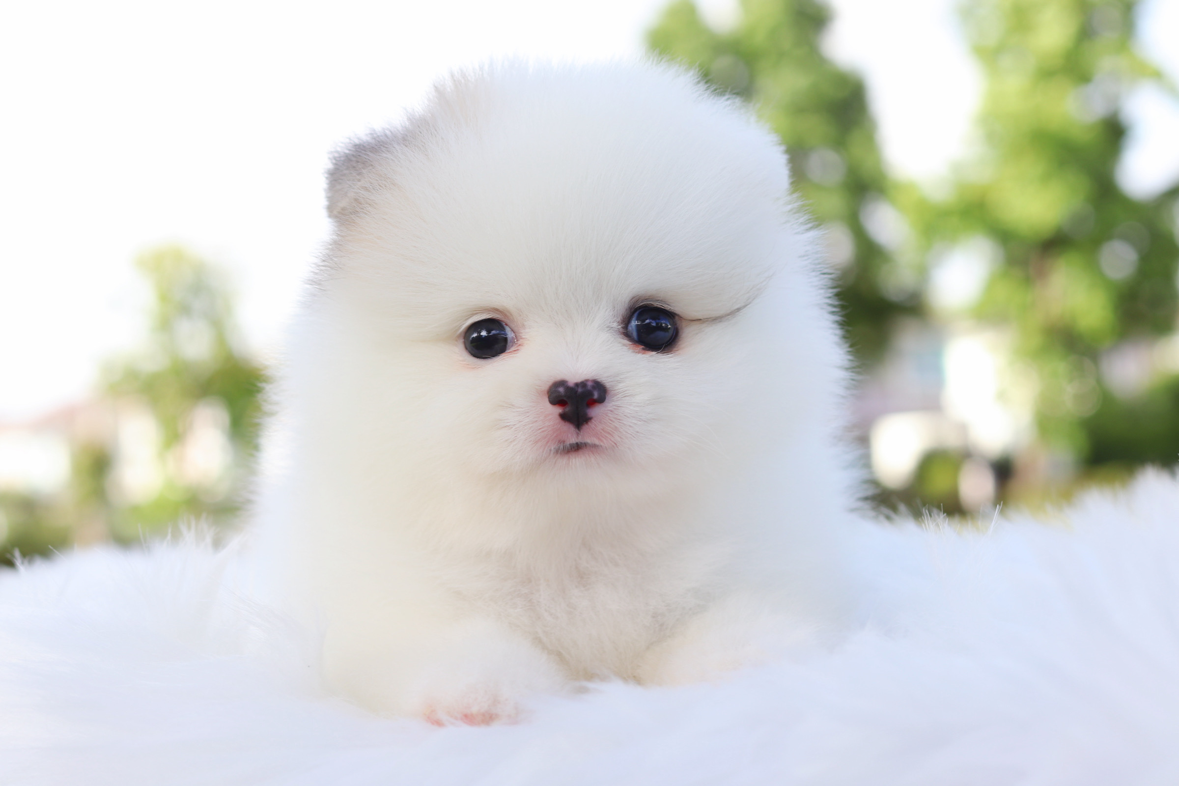 ปอมเมอเรเนียน เพศเมียสีแฟนซี