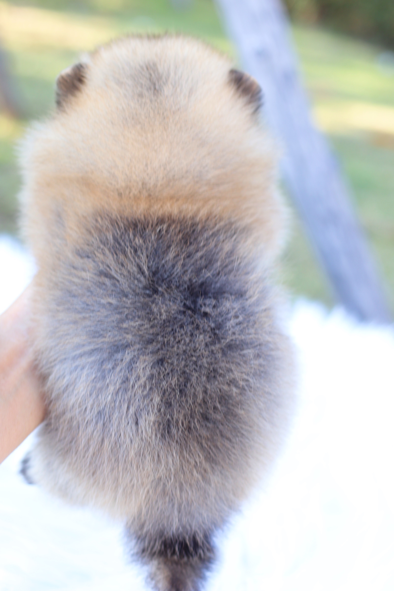 ปอมเมอเรเนียน เพศผู้ สีส้ม