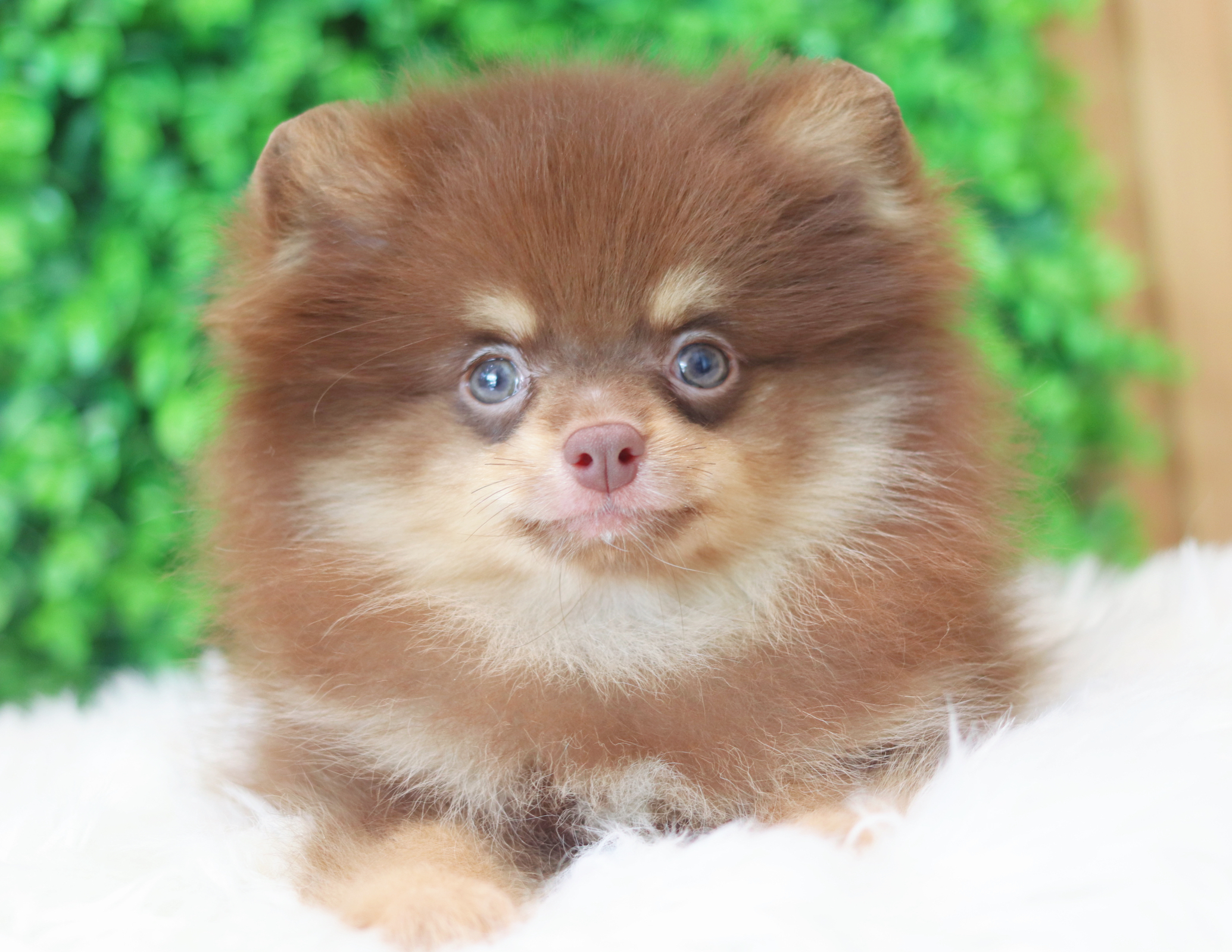 ปอมเมอเรเนียน เพศผู้สีช็อคแทน