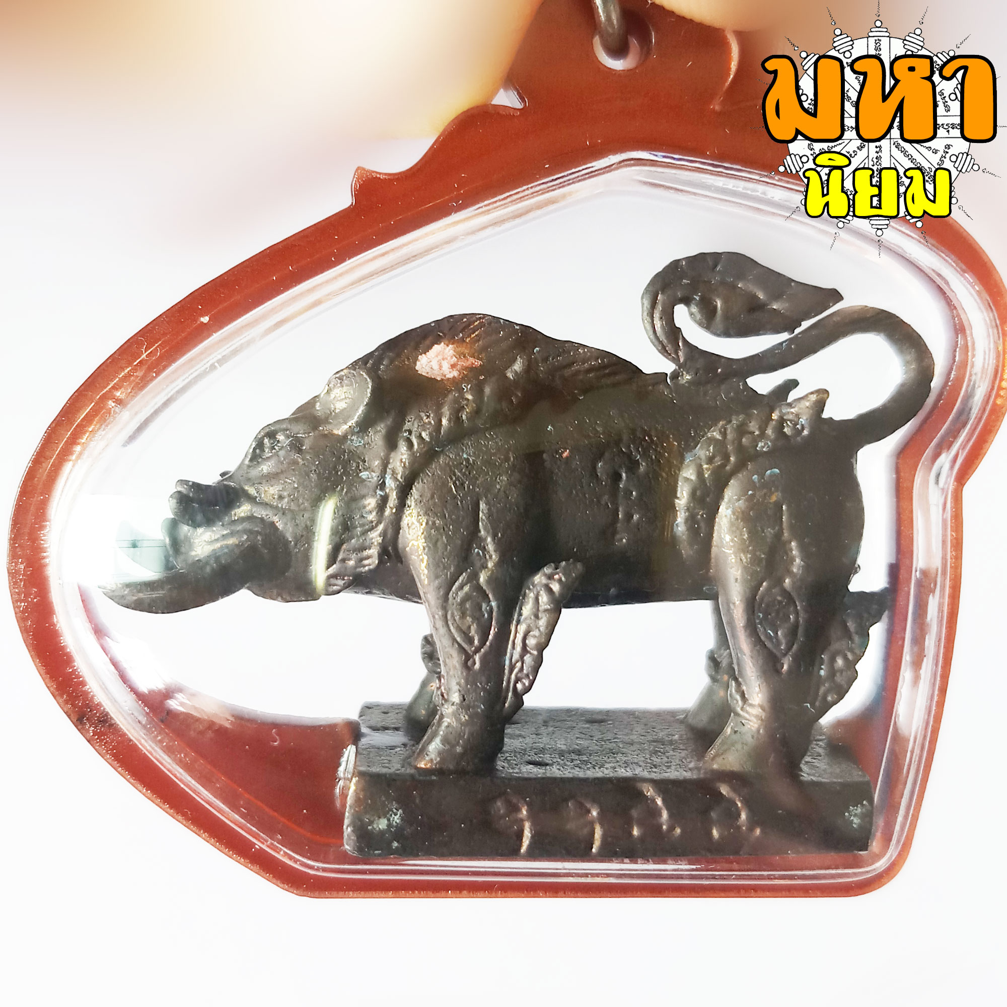 พญาหมูเขี้ยวเพชร หลวงปู่กาหลง เขี้ยวแก้ว วัดเขาแหลม จ.สระแก้ว