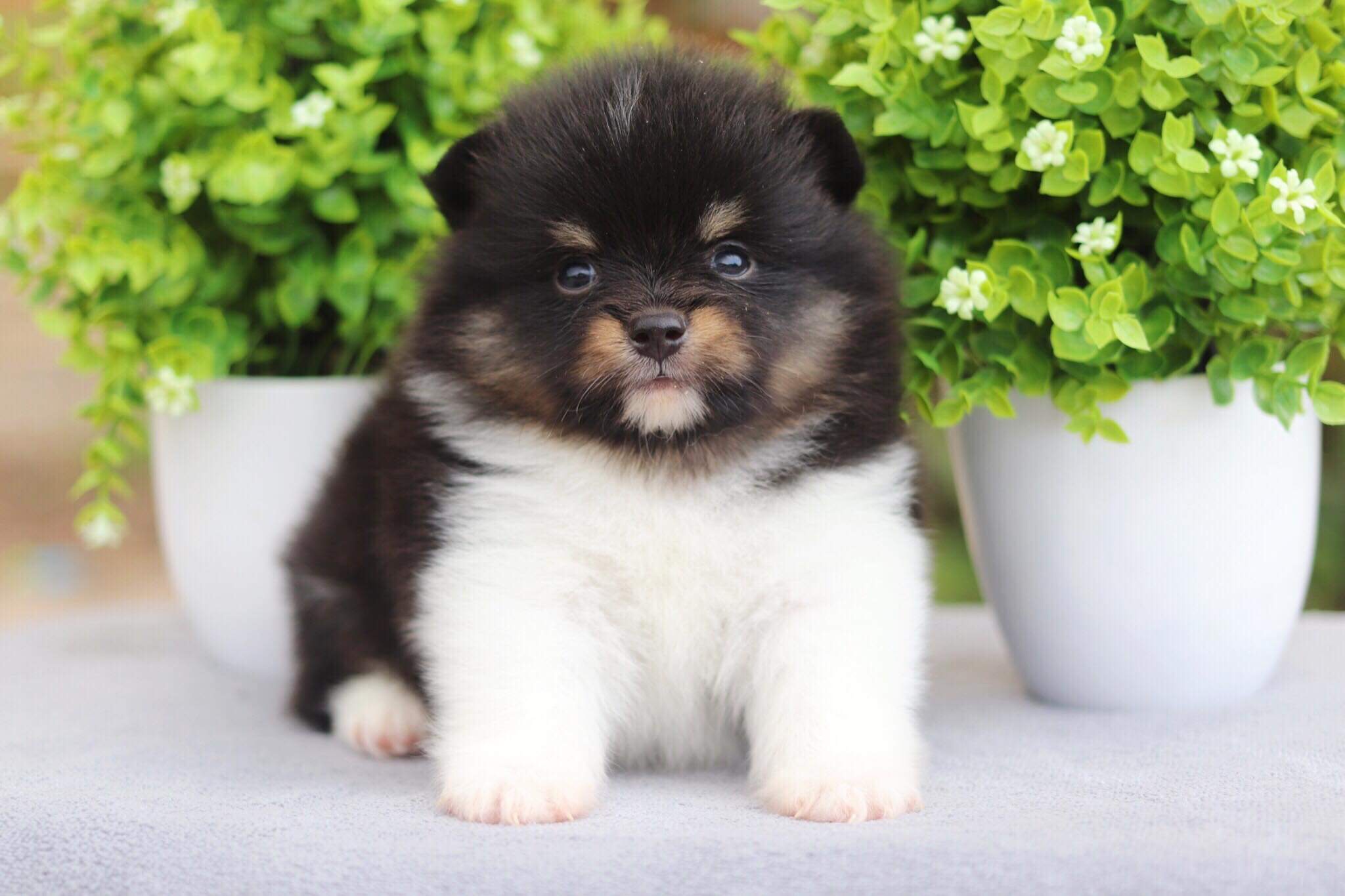 ปอมเมอเรเนียน เพศเมีย