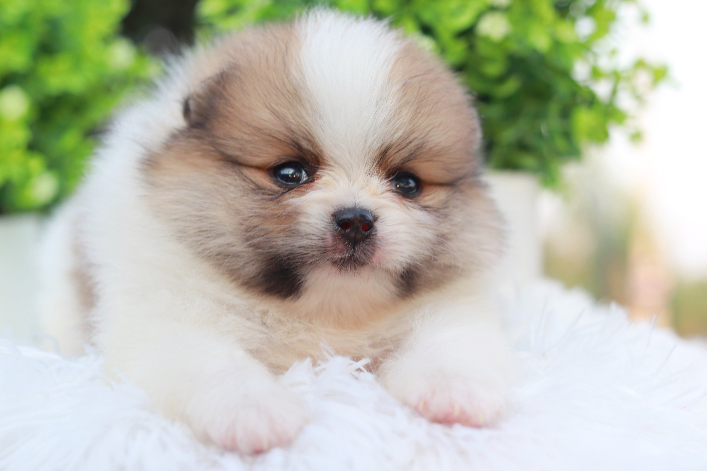 ปอมเมอเรเนียน เพศผู้แฟนซี