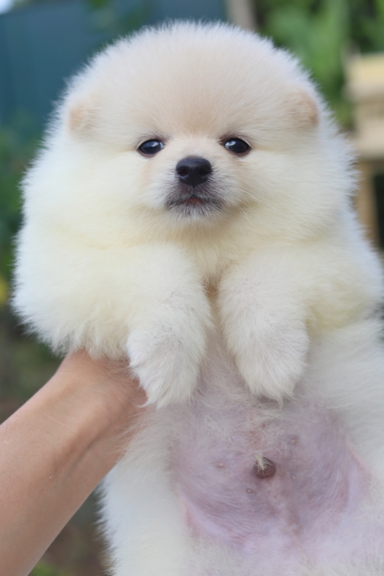 ปอมเมอเรเนียน เพศผู้สีขาวครีมหน้าฟ็อกไซส์ปกติเกรดเลี้ยงเล่น