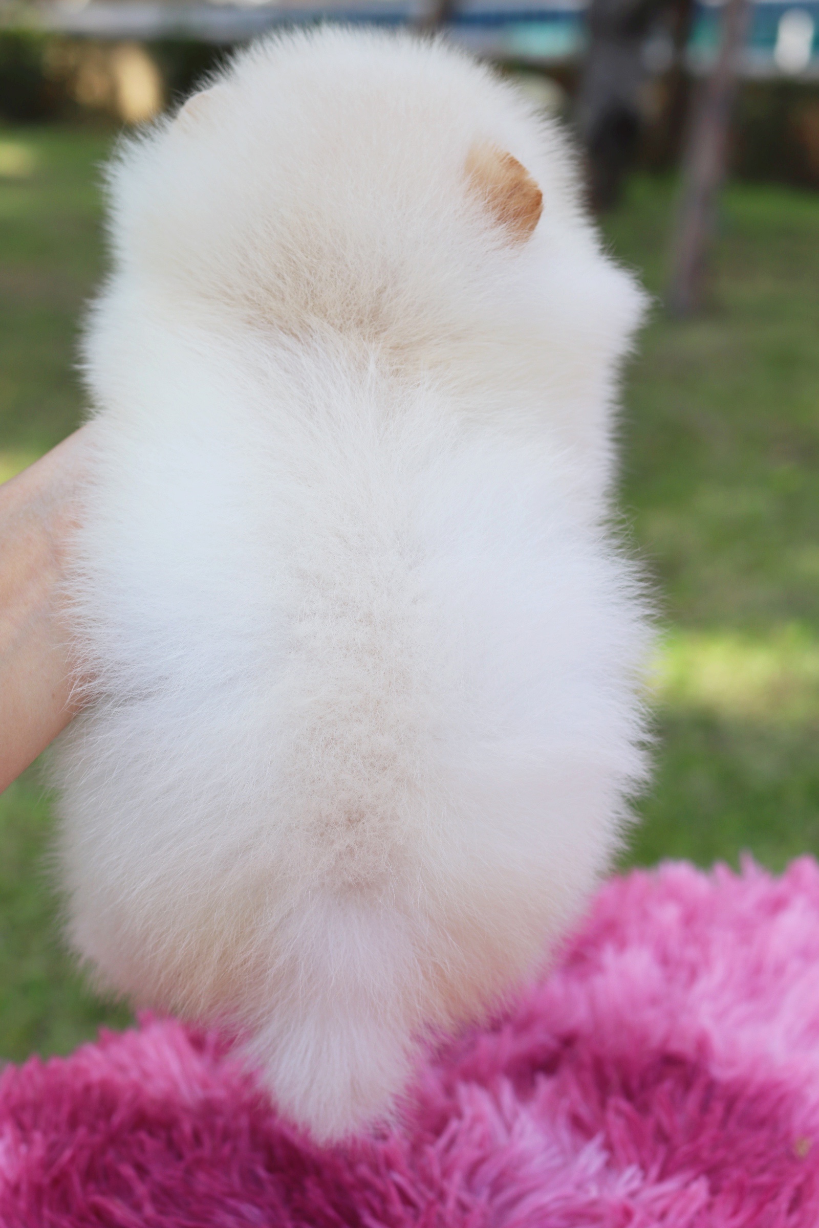 ปอมเมอเรเนียน เพศเมีย เกรดโชว์