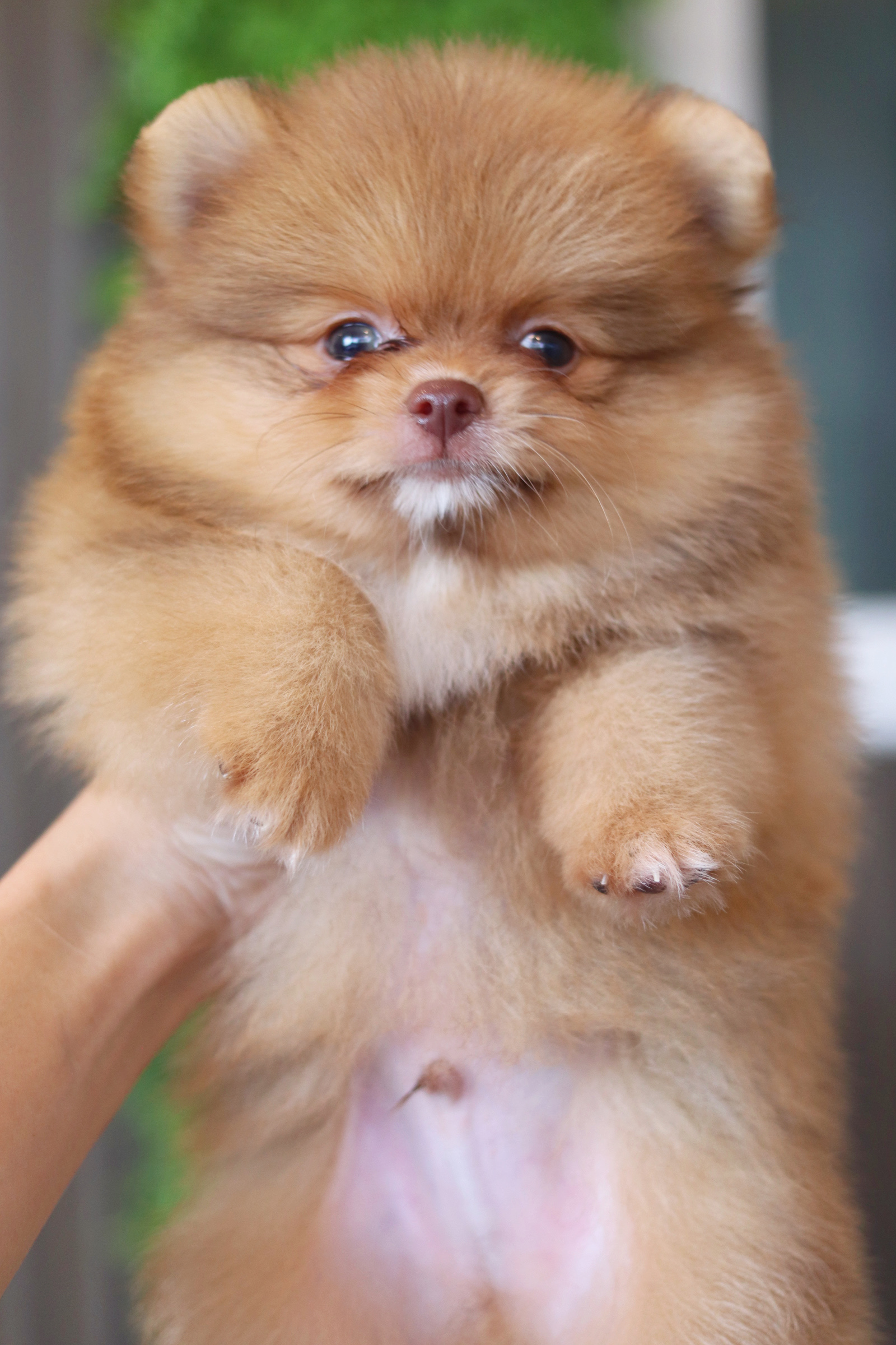 ปอมเมอเรเนียน เพศผู้ สีส้ม