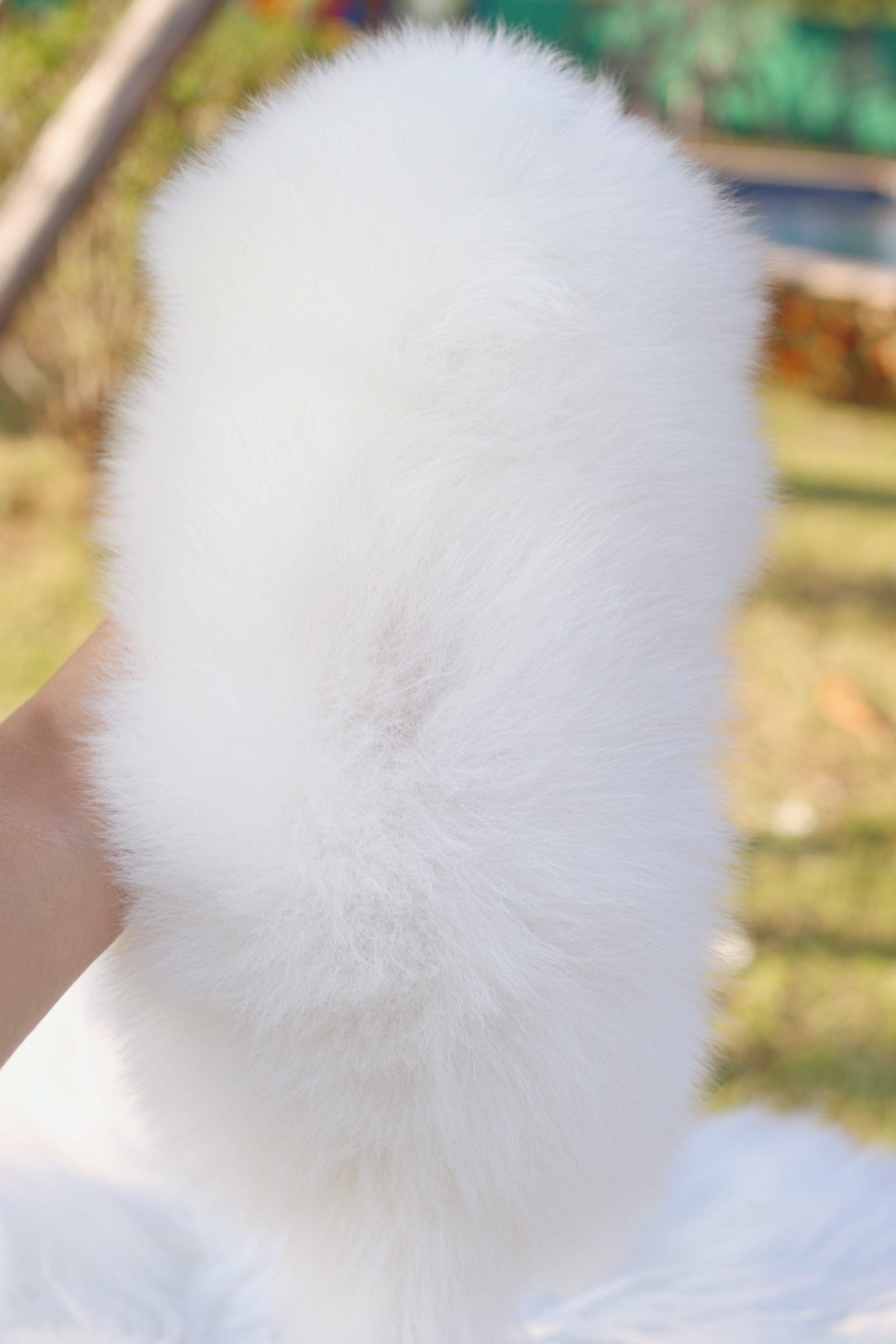 ปอมเมอเรเนียน เพศผู้ สีขาว