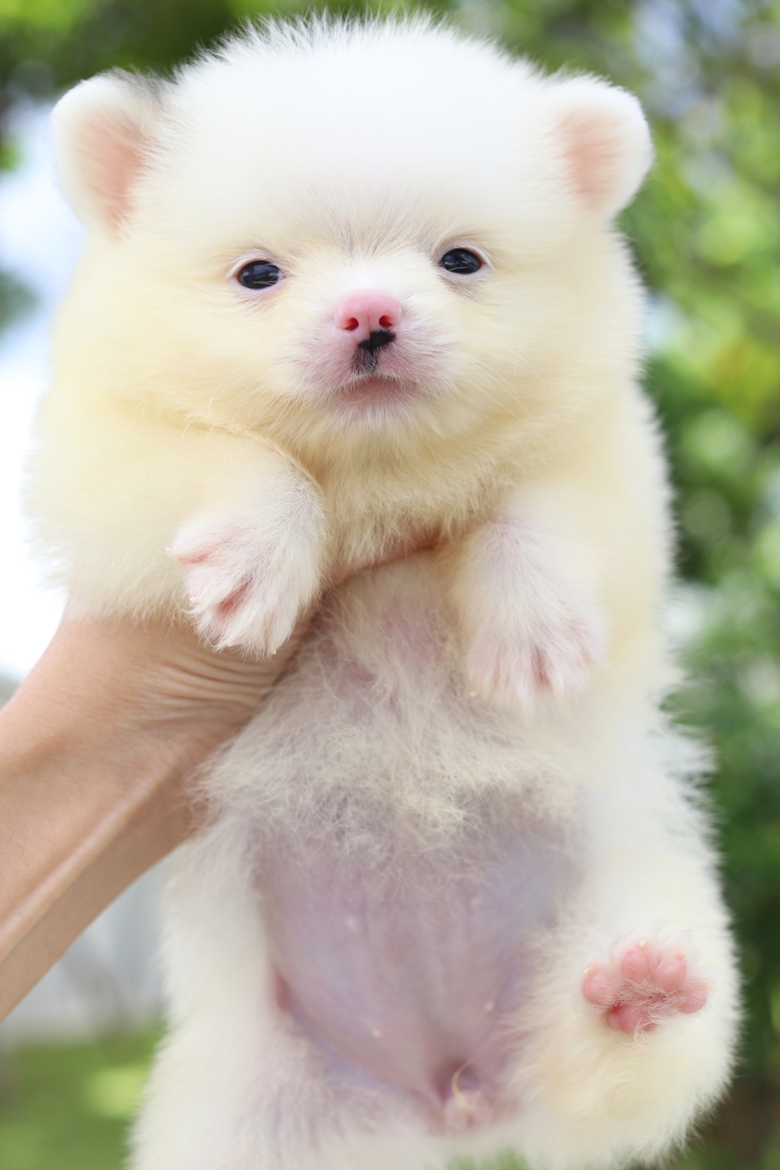 ปอมเมอเรเนียน เพศเมีย เกรดเลี้ยงเล่นหน้าฟ็อก