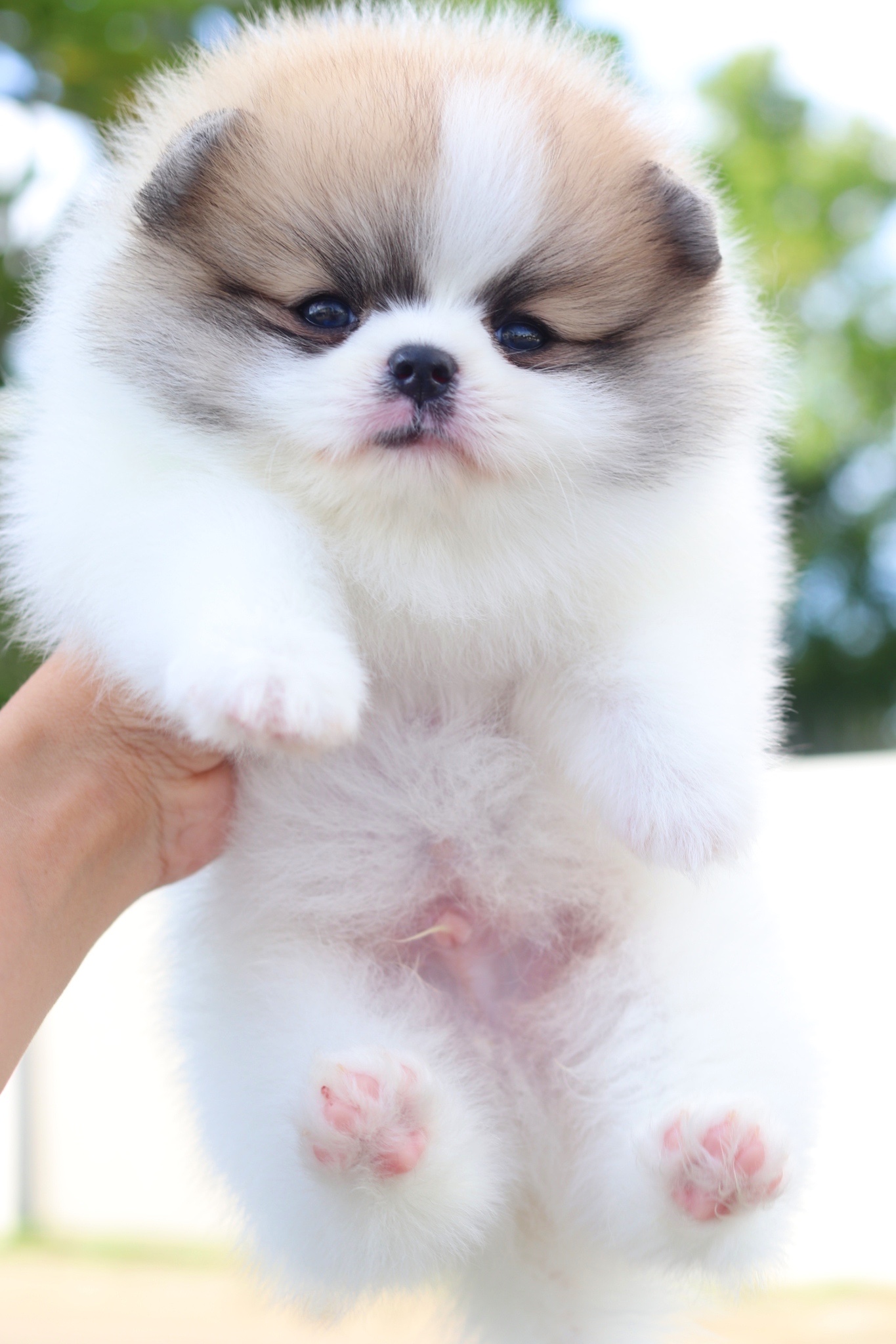 ปอมเมอเรเนียน เพศผู้แฟนซี เกรดโชว์