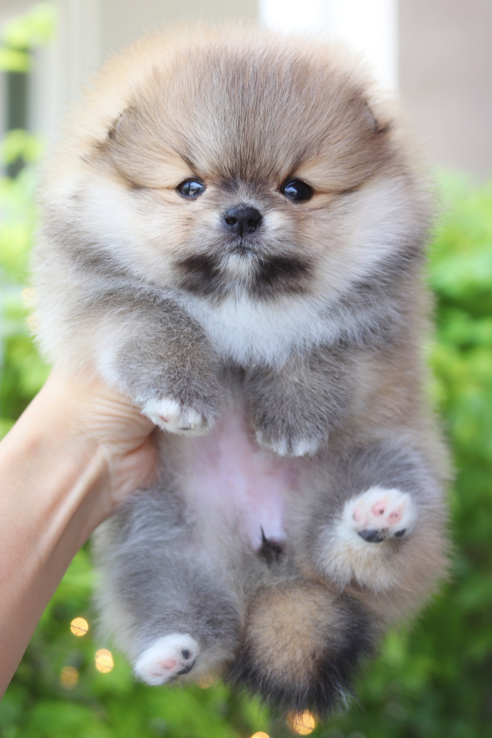 ปอมเมอเรเนียน เพศเมียสีส้ม