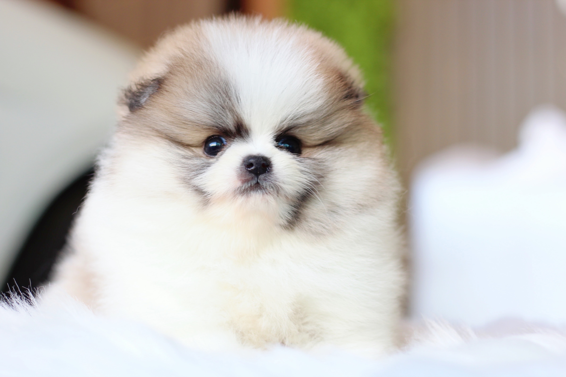 ปอมเมอเรเนียน เพศผู้ สีแฟนซีเกรดโชว์