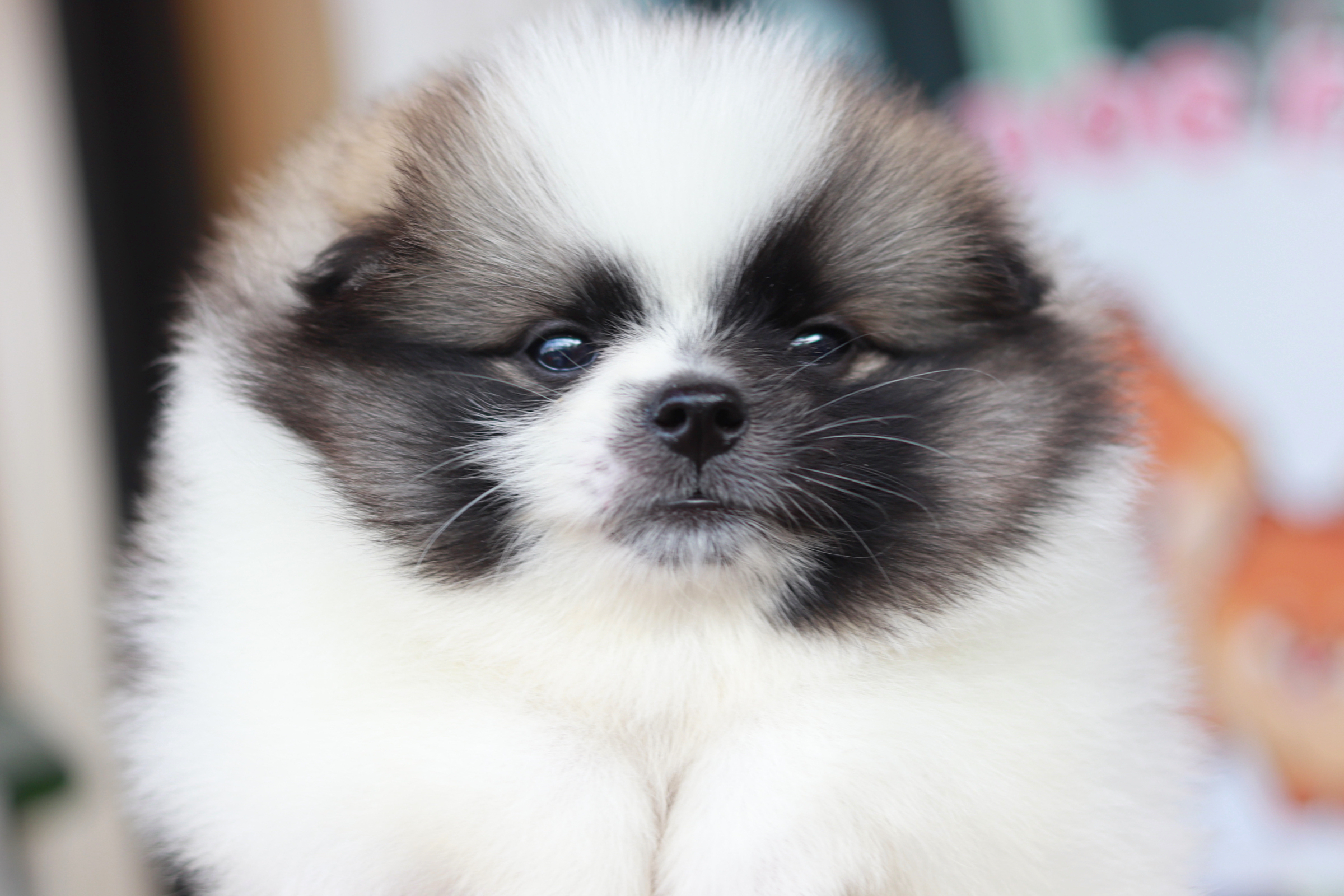 ปอมเมอเรเนียน เพศเมีย