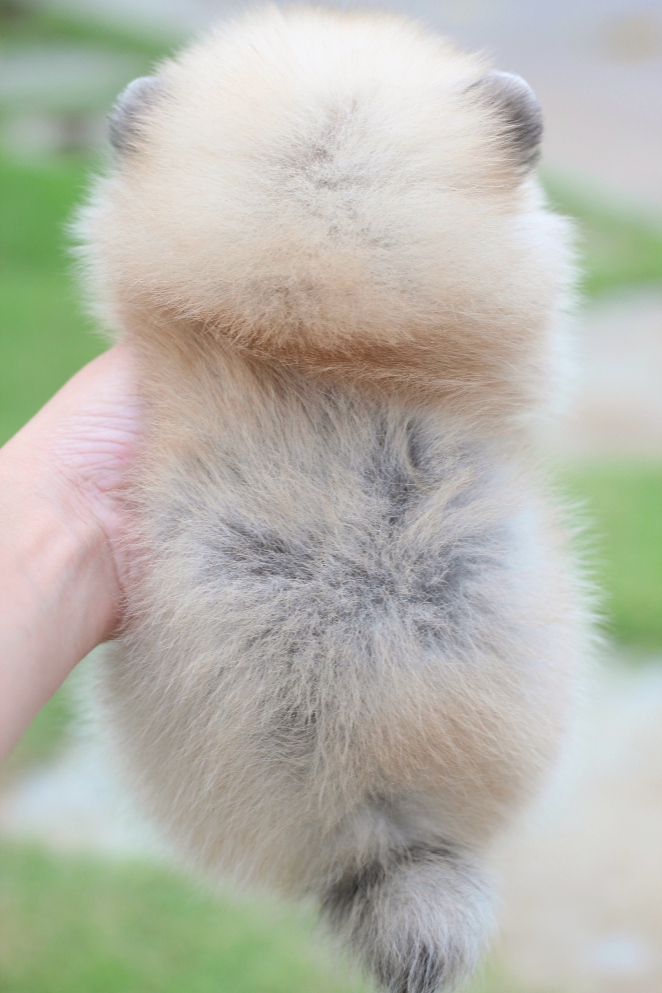 ปอมเมอเรเนียน เพศเมียสีส้มเกรดโชว์