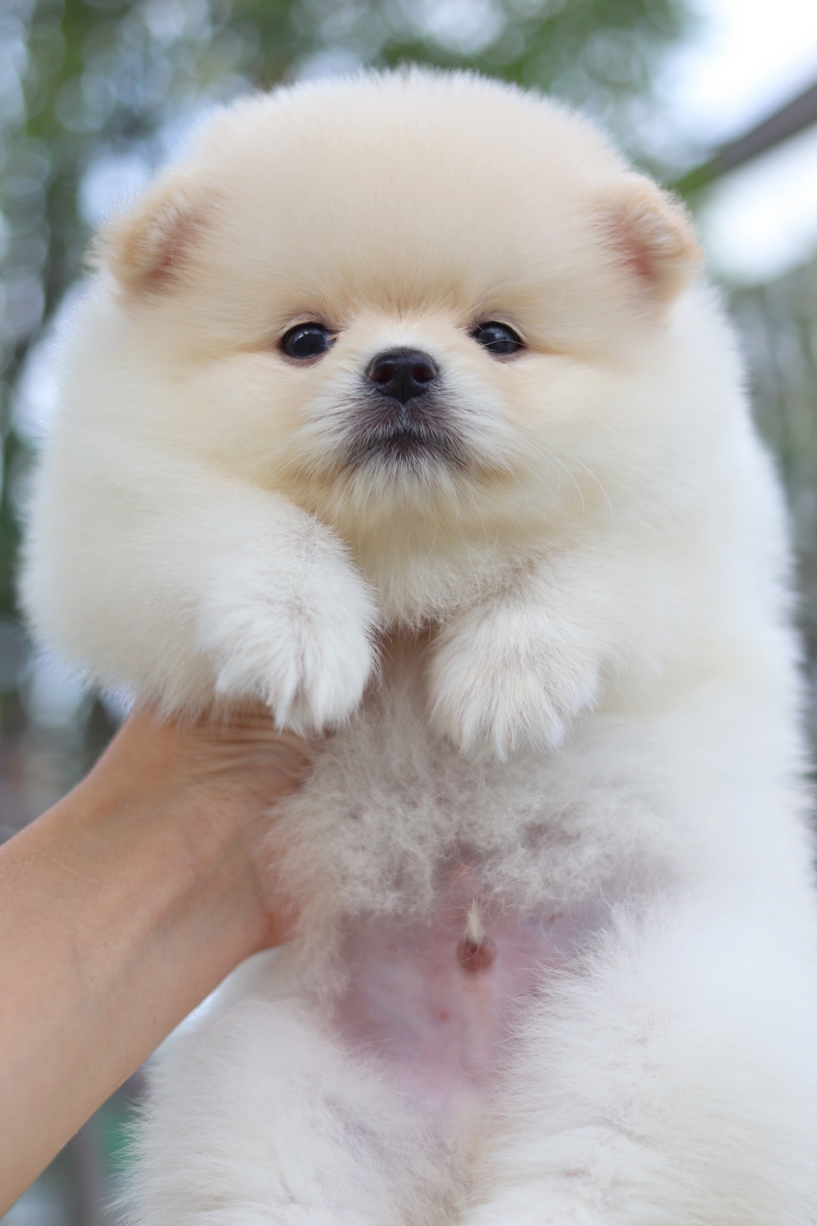 ปอมเมอเรเนียน เพศผู้ ขาวครีม