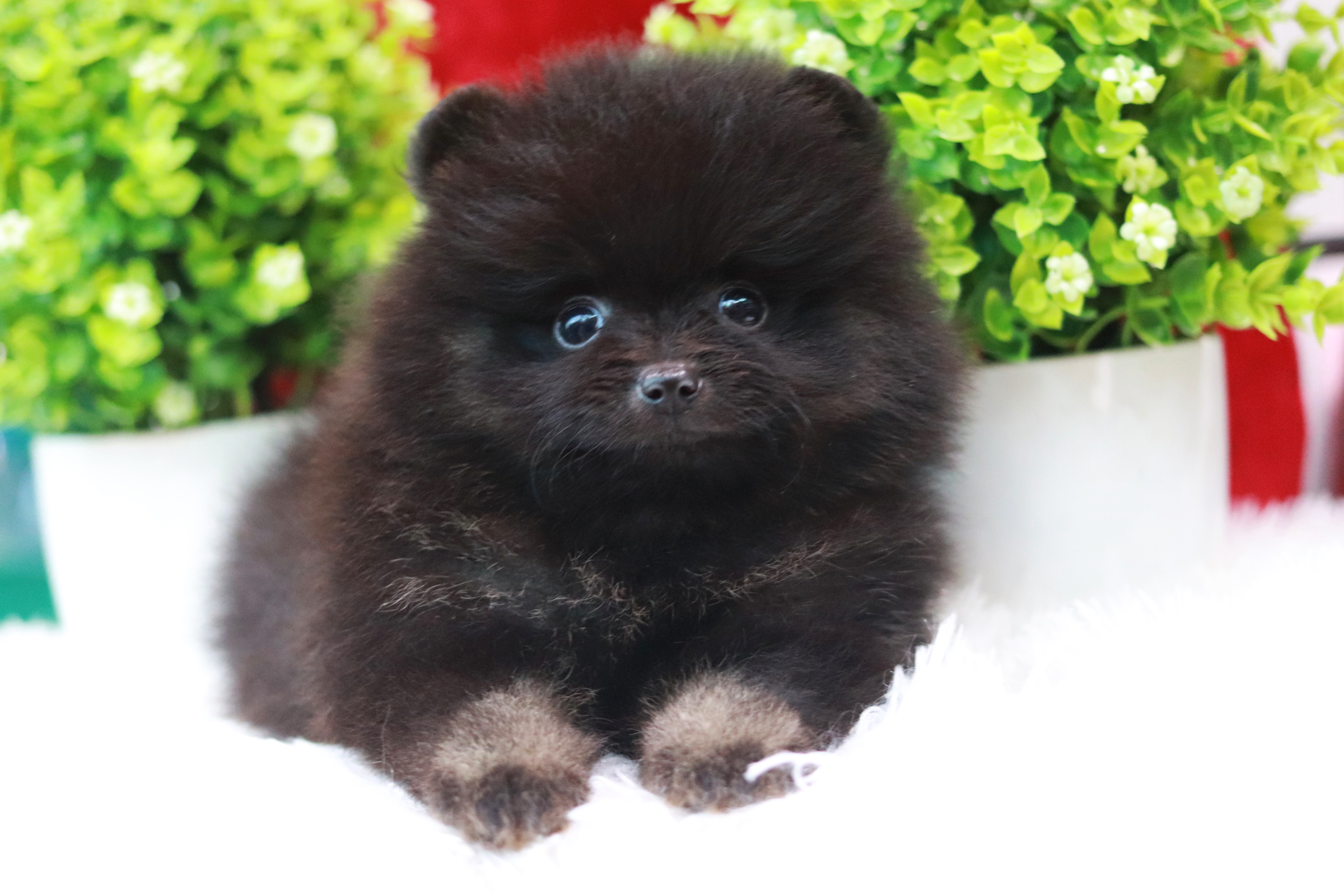 ปอมเมอเรเนียน เพศผู้ สีดำ หน้าฟ็อก