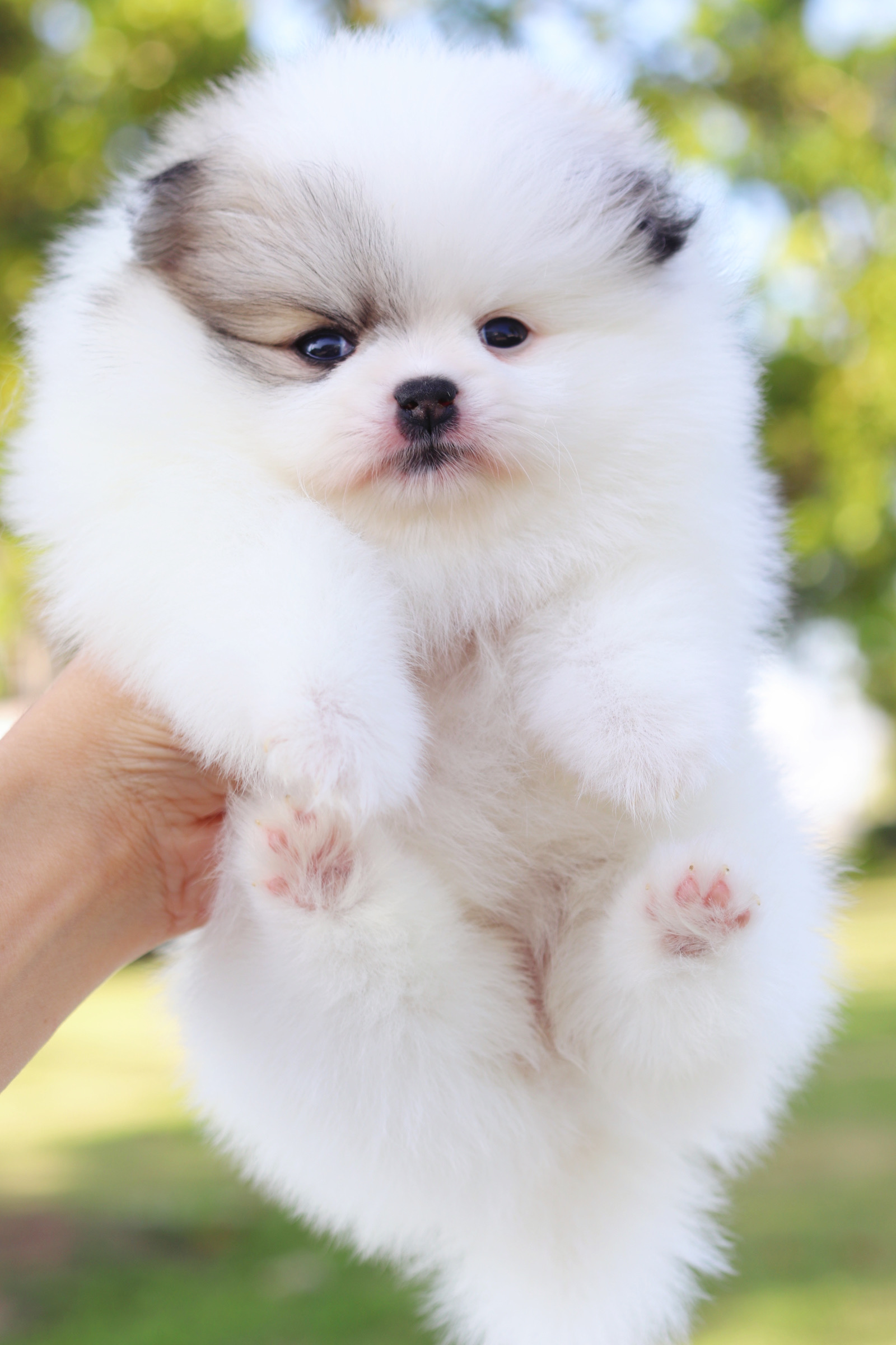 ปอมเมอเรเนียน เพศเมียสีแฟนซีเกรดโชว์