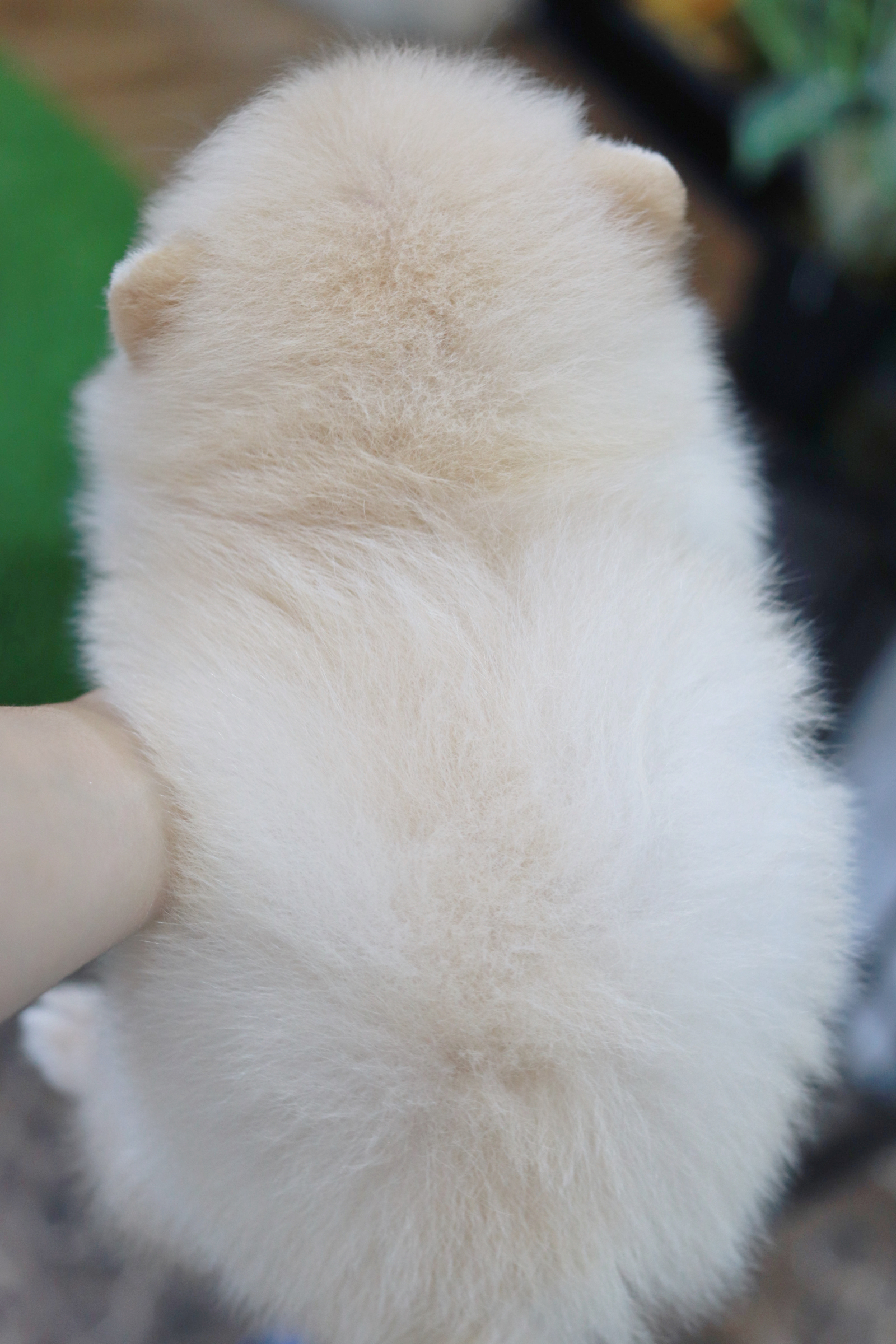 ปอมเมอเรเนียน เพศเมียขาวครีม