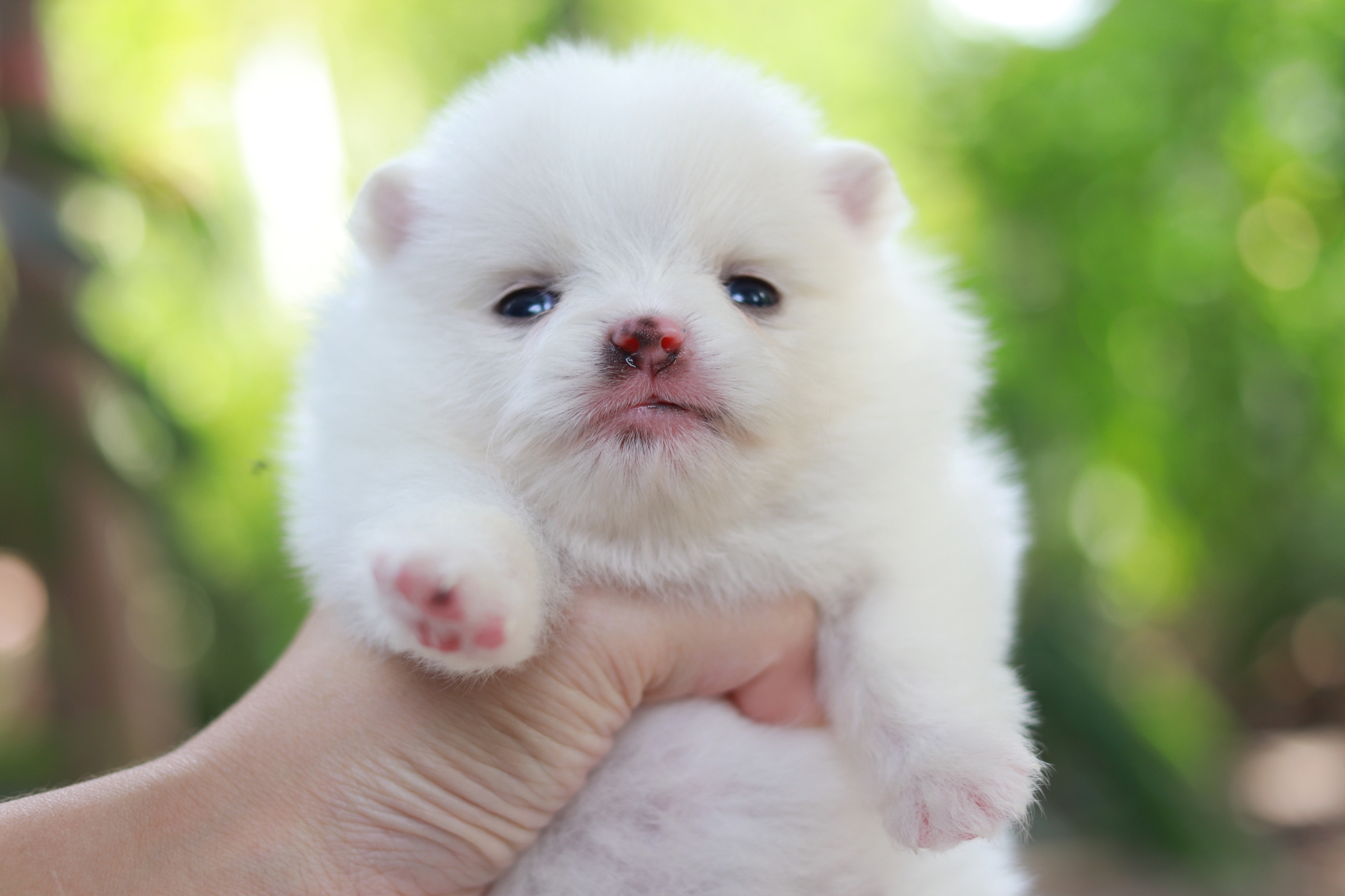 ปอมเมอเรเนียน เพศผู้ สีขาว