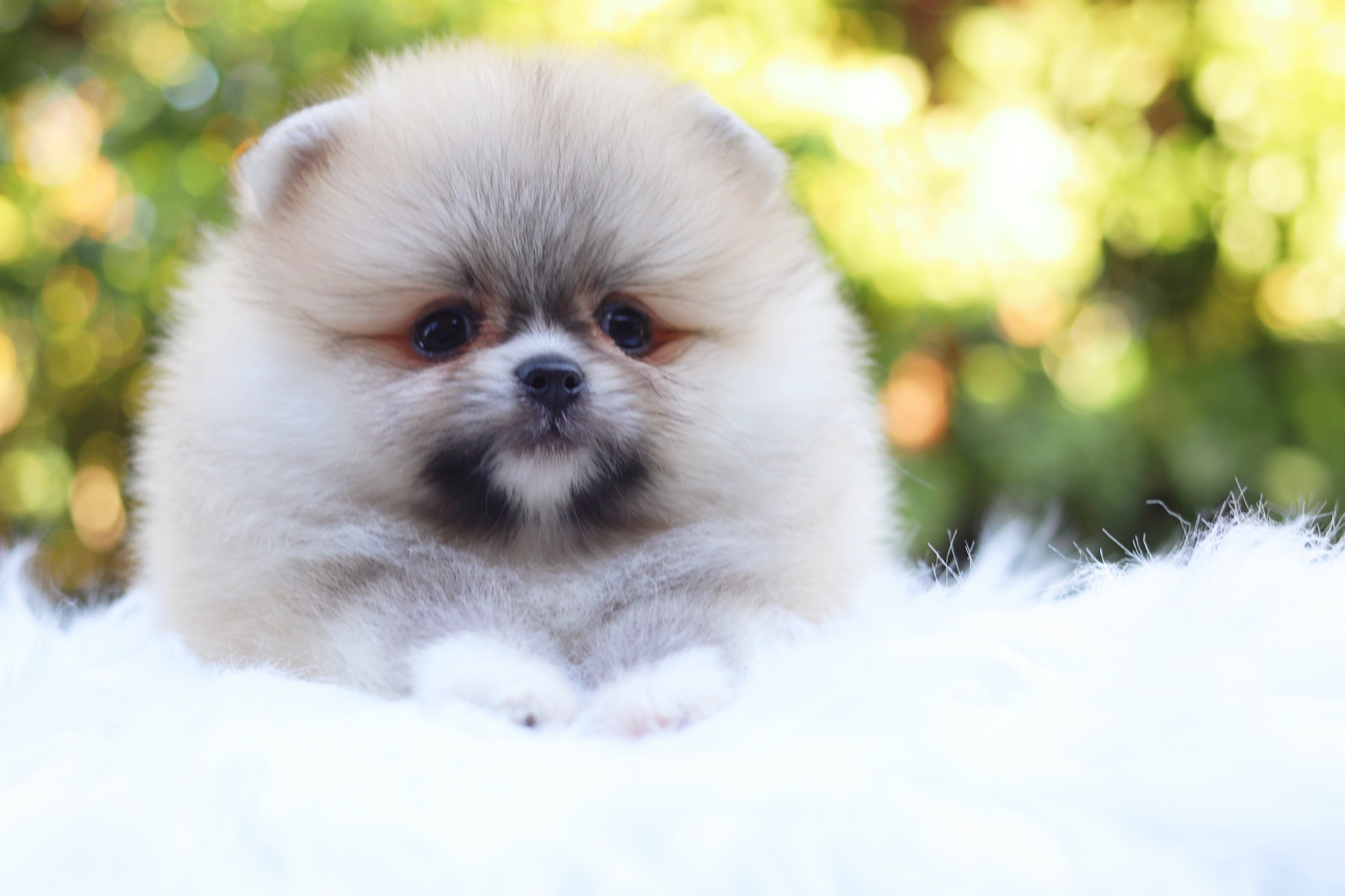 ปอมเมอเรเนียน เพศผู้ สีส้ม