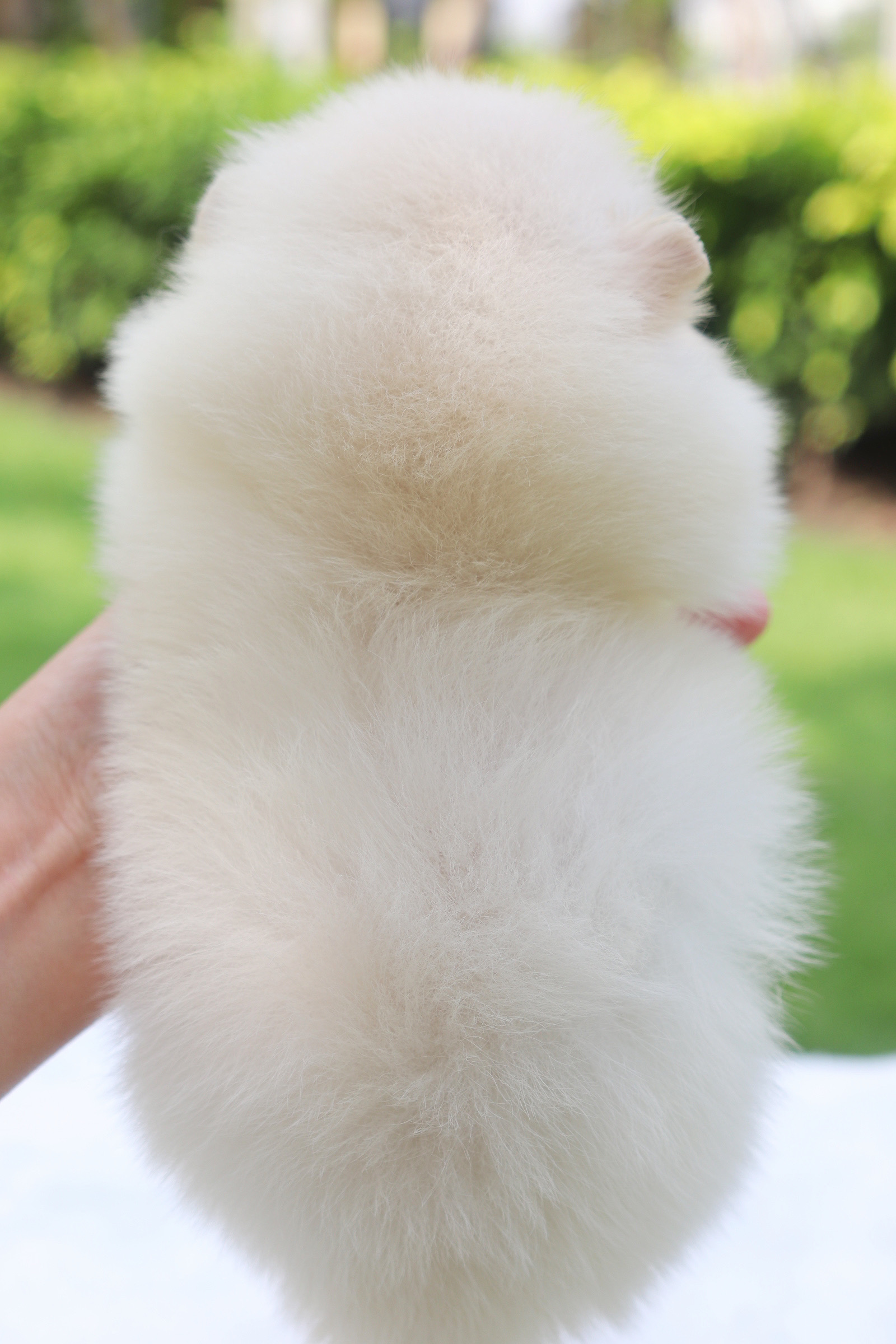 ปอมเมอเรเนียน เพศเมียสีขาวครีม